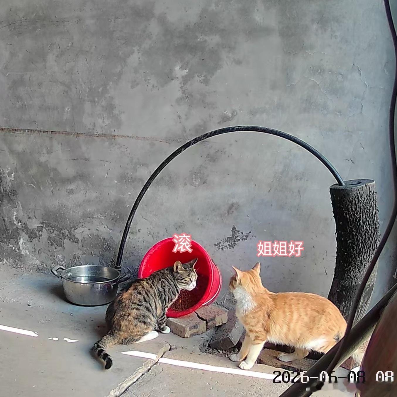 夏天能有一个干净水源，对室外猫/流浪猫来说的真的很重要，而且这个水源最好是阴凉地