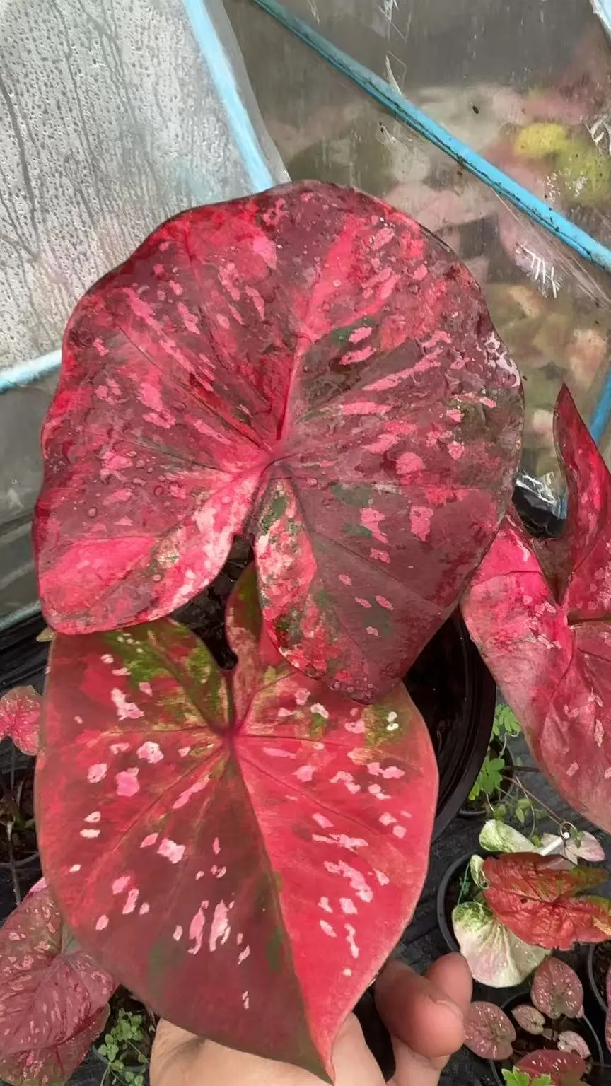 繁荣时代
