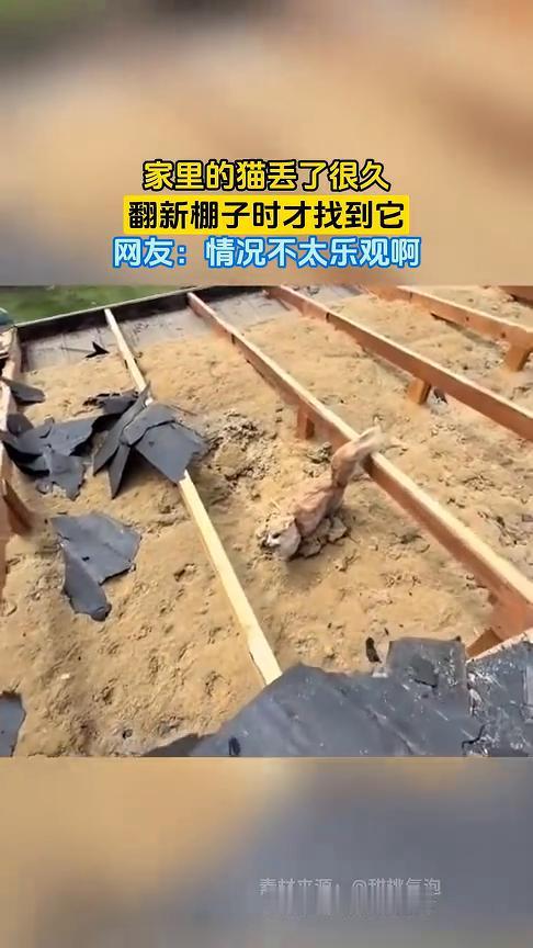 家里的猫丢了很久，翻新棚子时才找到它。网友：情况不太乐观。
素材来源：@甜桃氮泡