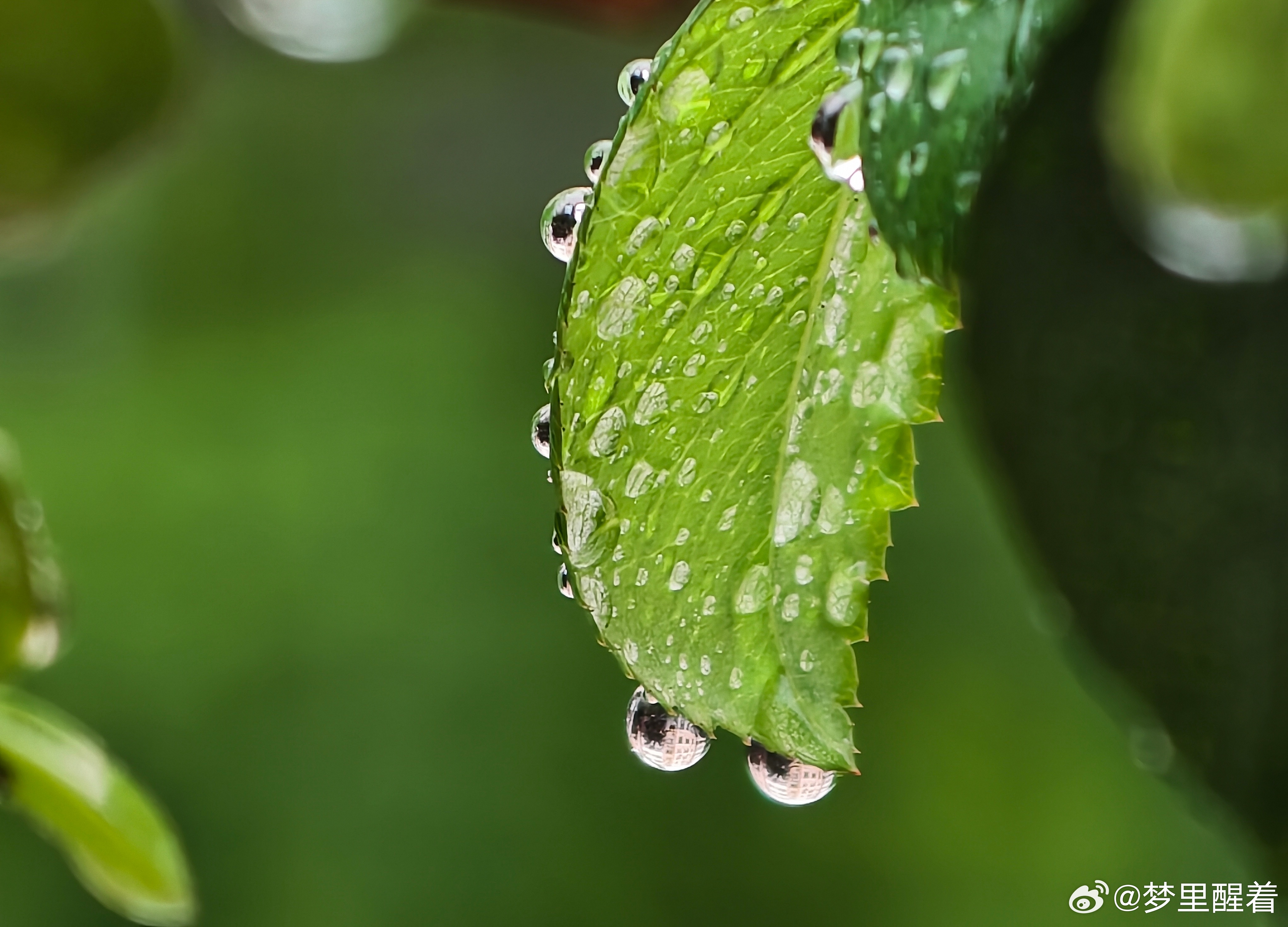 细雨浸润枝叶，晶莹水珠藏着夏日的静谧。 