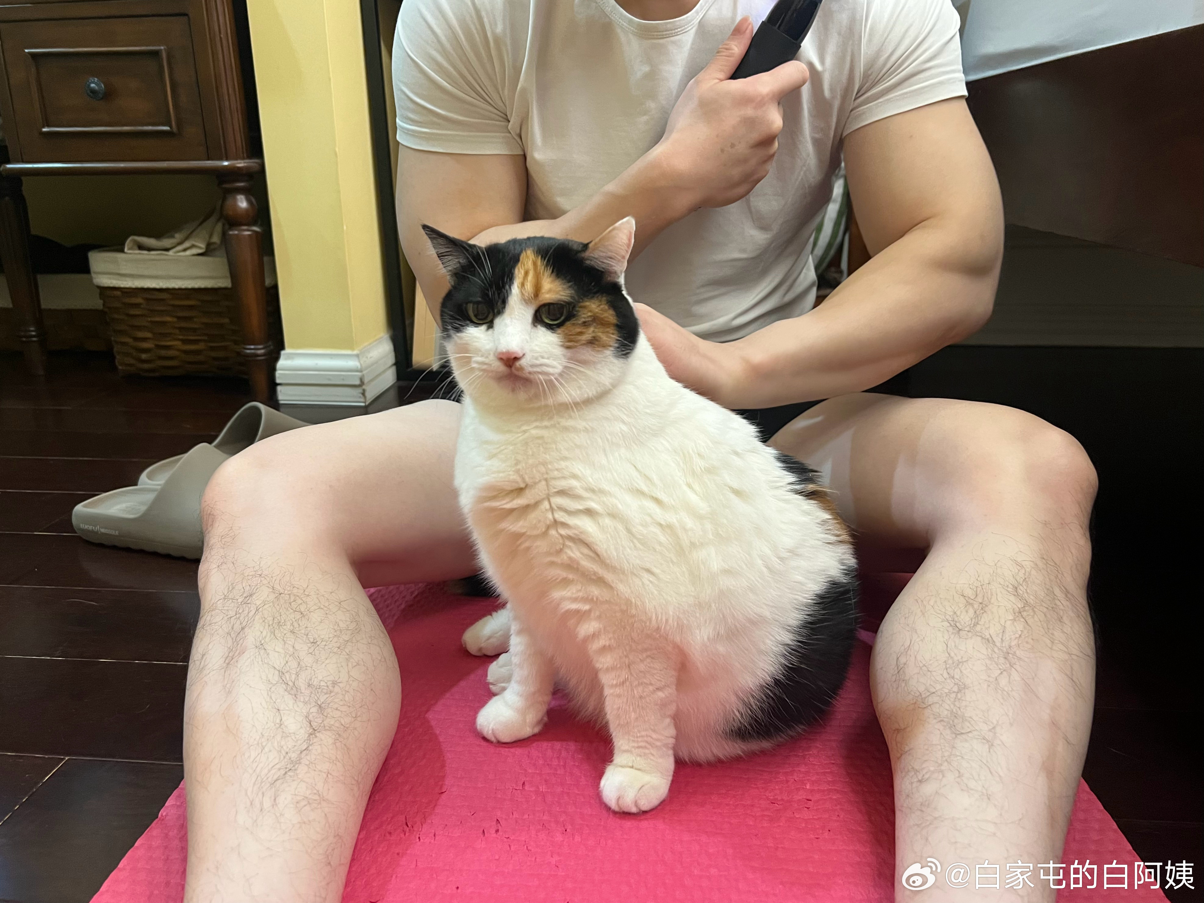 没见过这么狗腿的小猫[吃瓜] ​​​