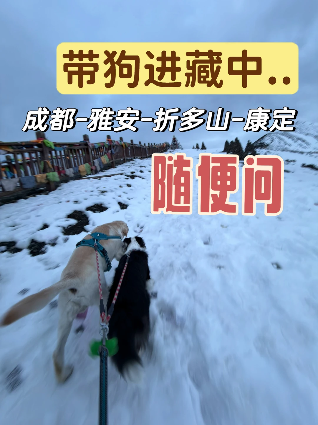 裸辞带小狗G318成都进藏，攻略分享