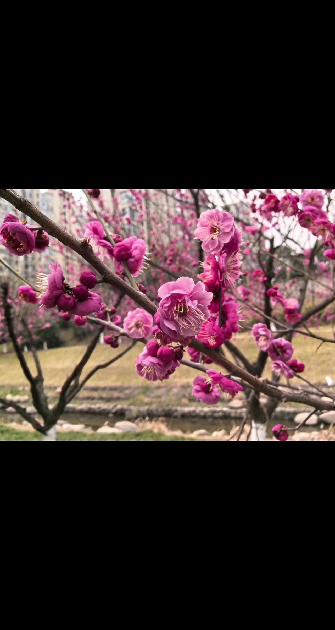 红梅花儿开