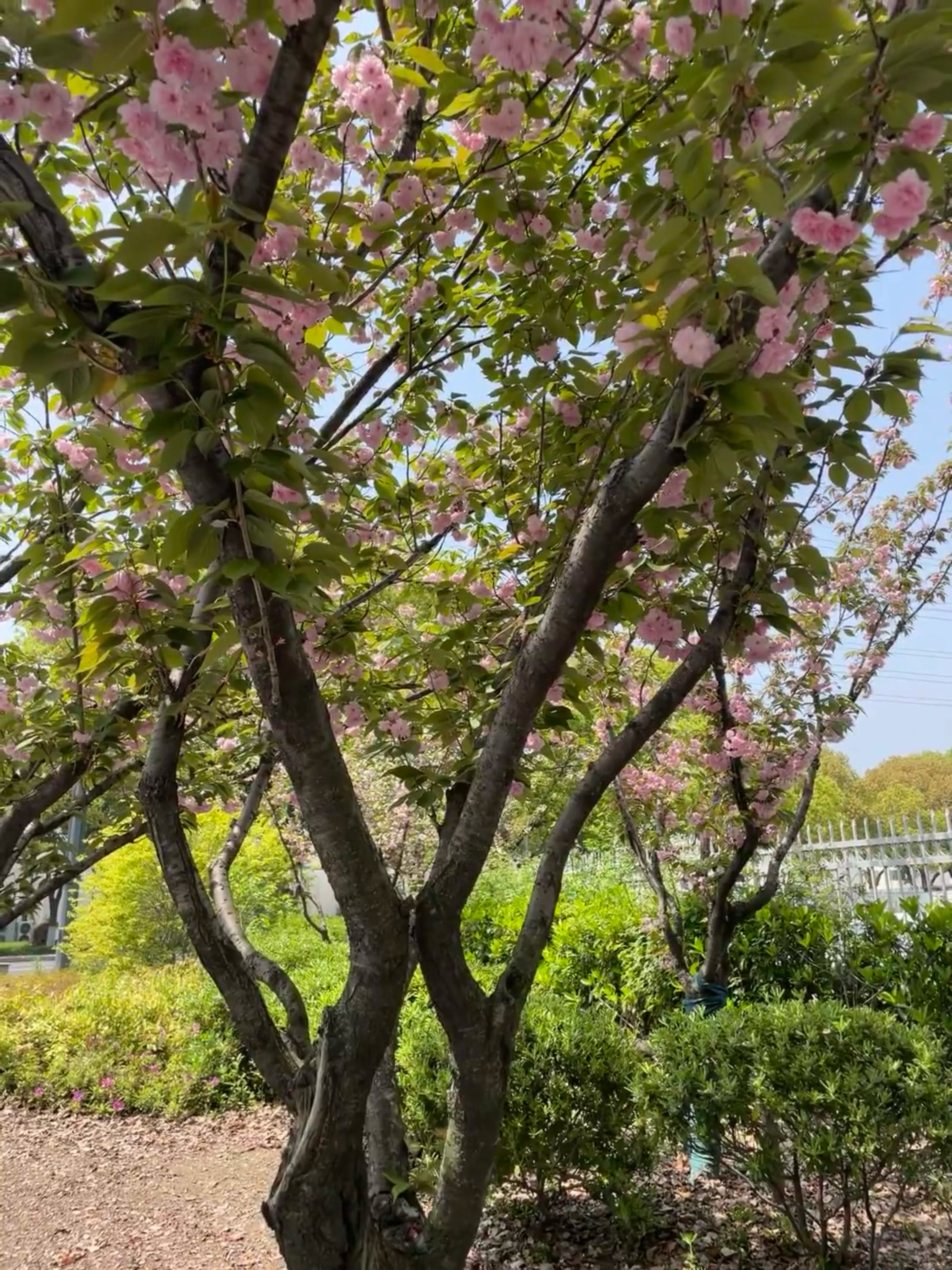 一定要去见一见春天的花🌸 