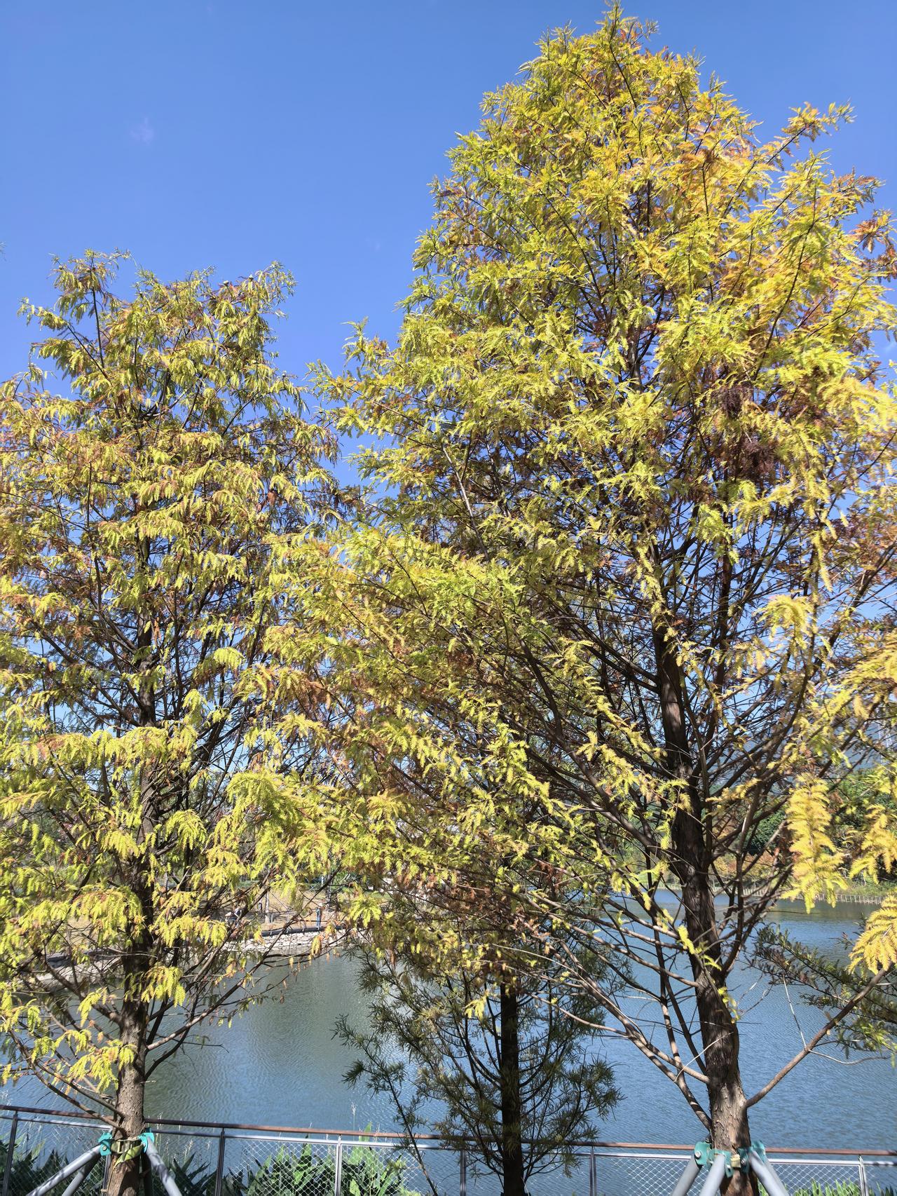 可以分享一张你拍的天空美照吗从树的空隙看天，天更蓝更美好。