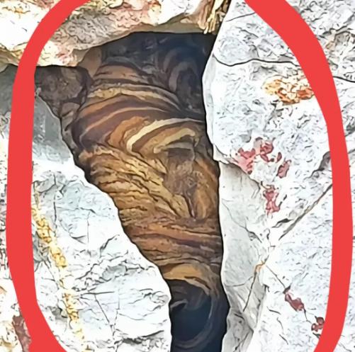 2025年，福建一男子与爷爷一起上山砍柴，不料，下山途中，在前面不远处看到了十分