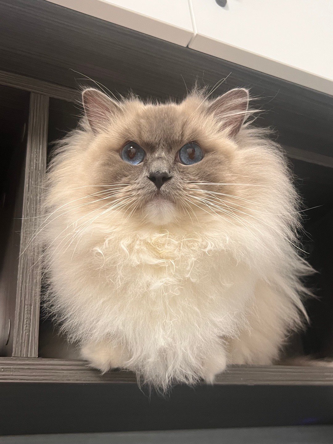 注视前方，未来就在猫猫脚下（家长） ​​​