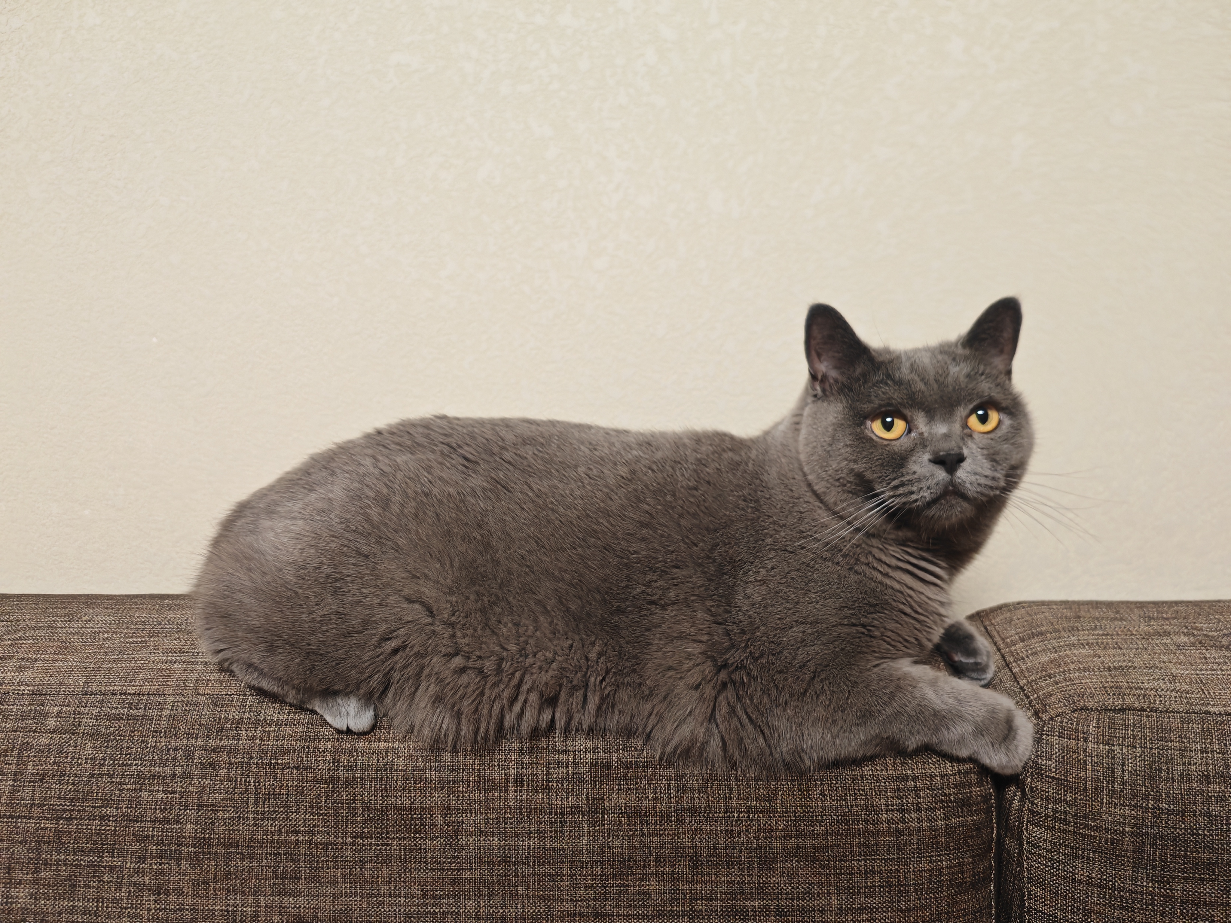 猫宁 