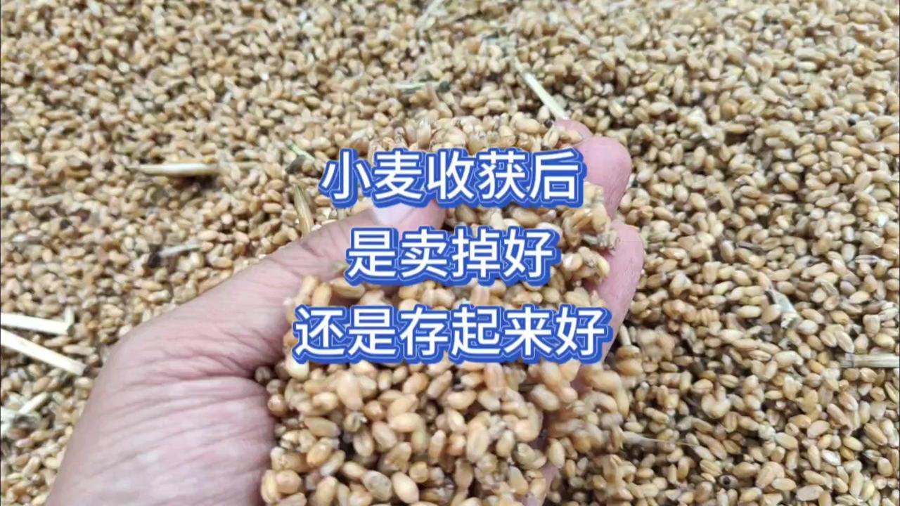 1️⃣现状：新收小麦含水高，湿麦7毛/斤，干麦仅8毛/斤，对比面粉厂1.26-1