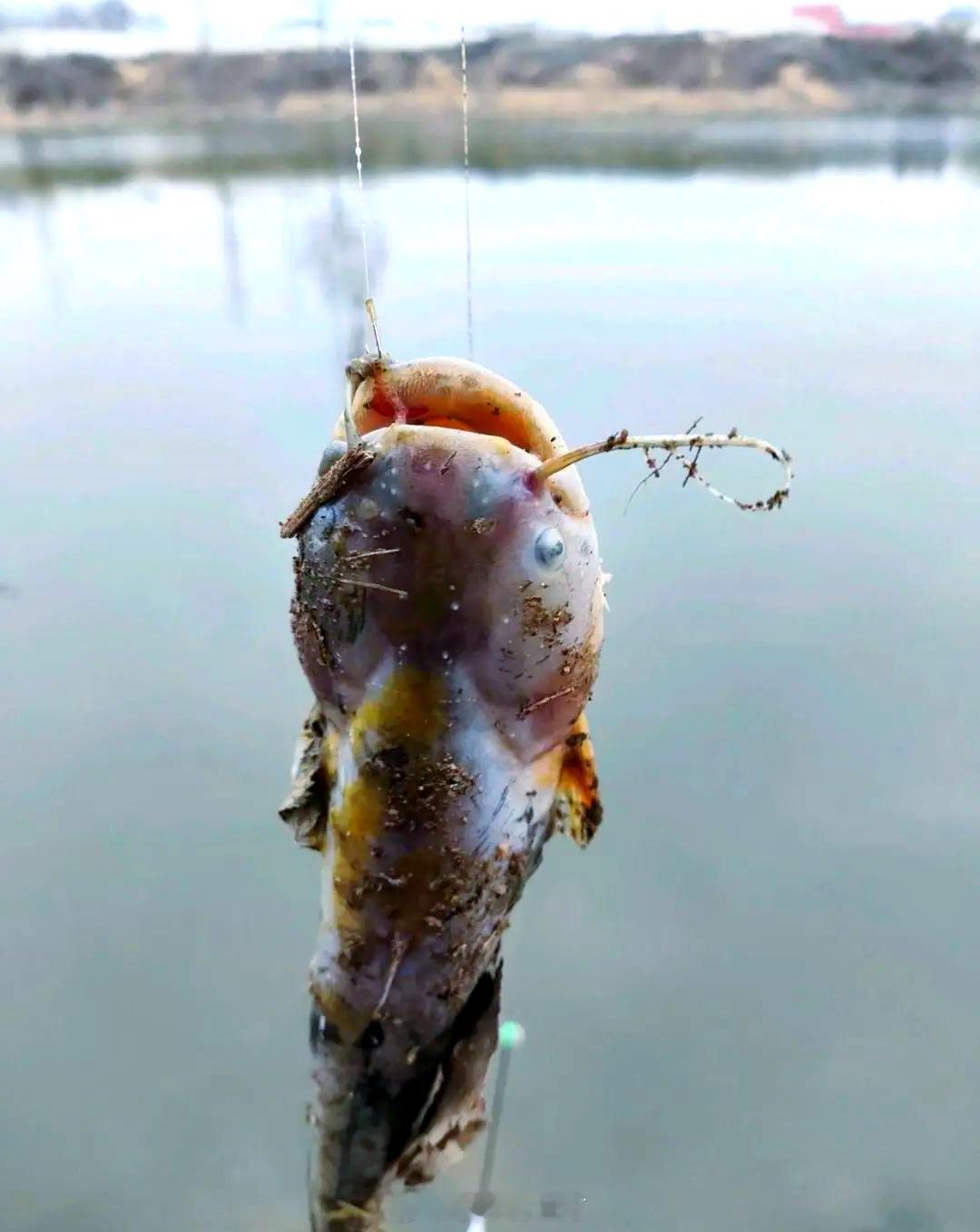 死鱼正口，收杆就走道袍一换，不服就干赢了上岸，大家称赞捉妖失手，打捞抬走 