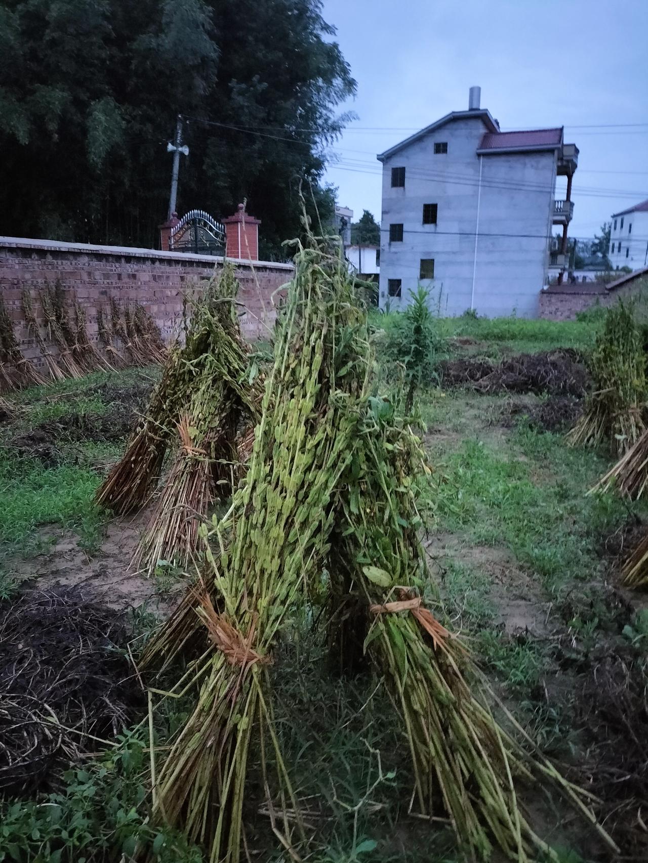 我的芝麻在家里被邻居割掉了，而我不知道，我就问我儿子是谁过的，他说是对面邻居割的