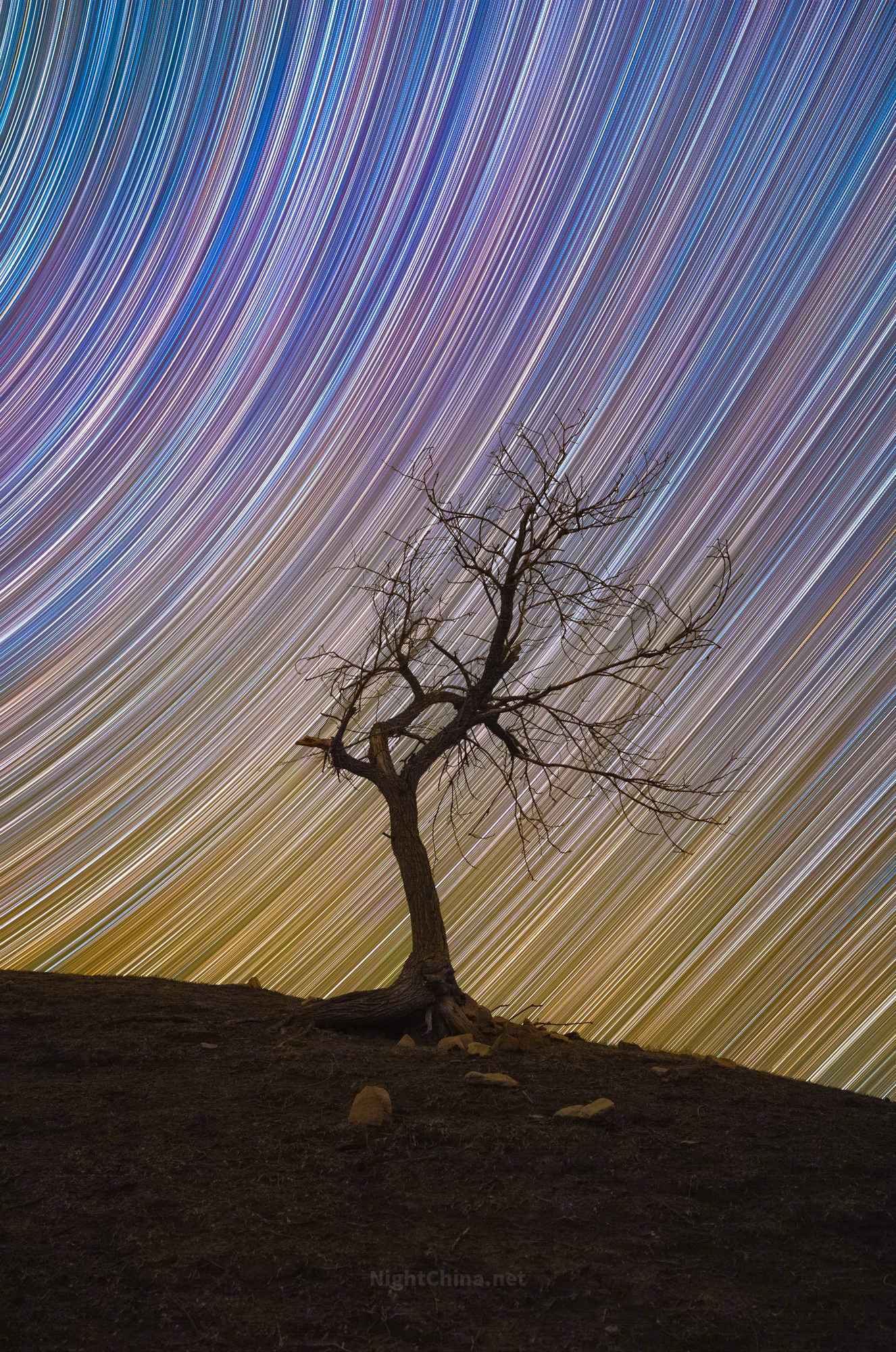 一棵五角枫站在山丘之上，光秃的枝桠伸向黑夜，像是某个沉默已久的手势。无数道星轨从