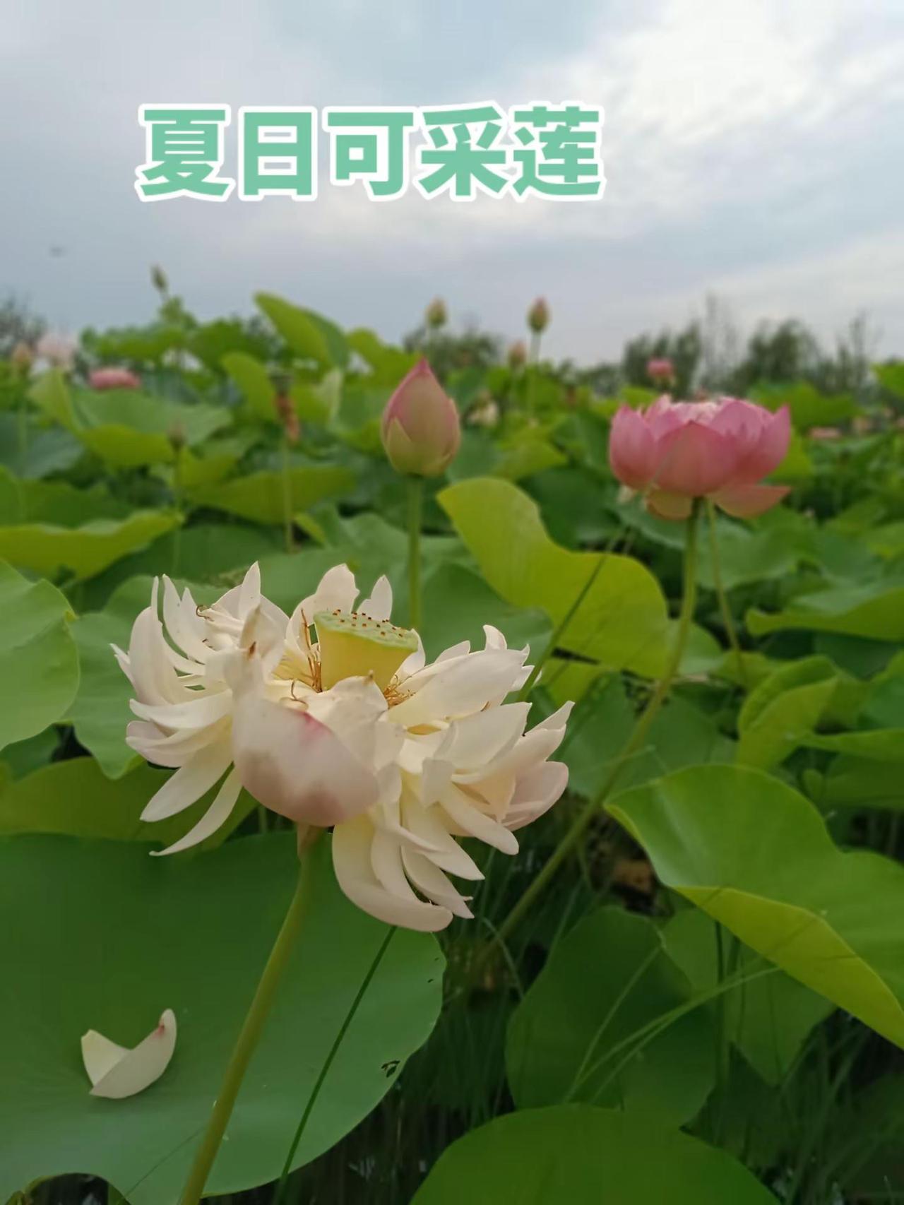 荷花 治愈系风景分享 沉浸式赏荷体验 户外自然记录 小众赏花地打卡
