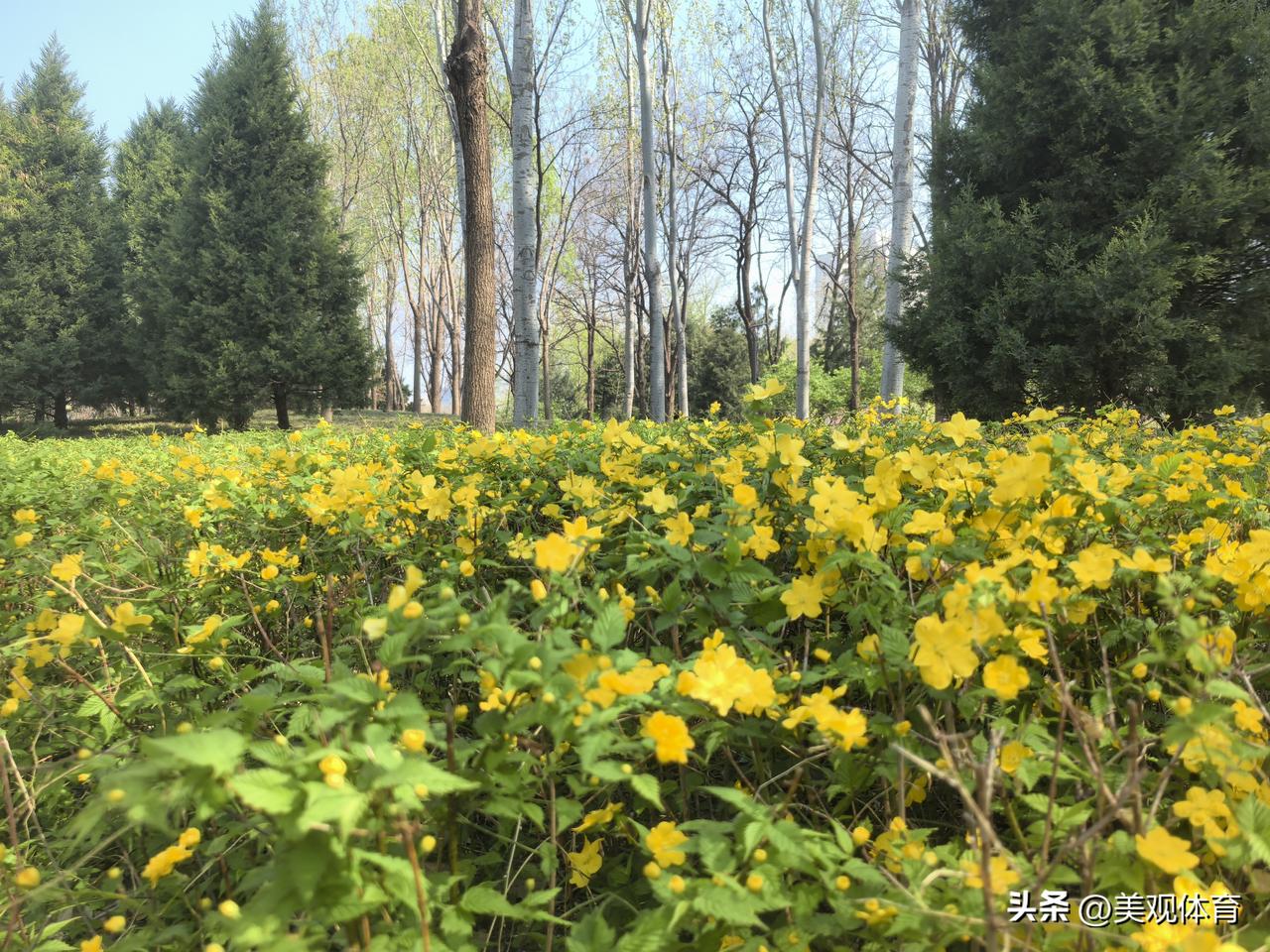 开黄色花朵的榆叶梅。