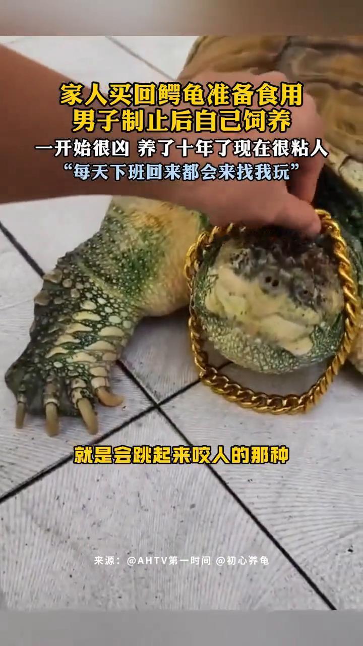 广东佛山，一男子在网上分享，十年前家人买回只鳄龟准备食用，被男子阻止并决定养着这
