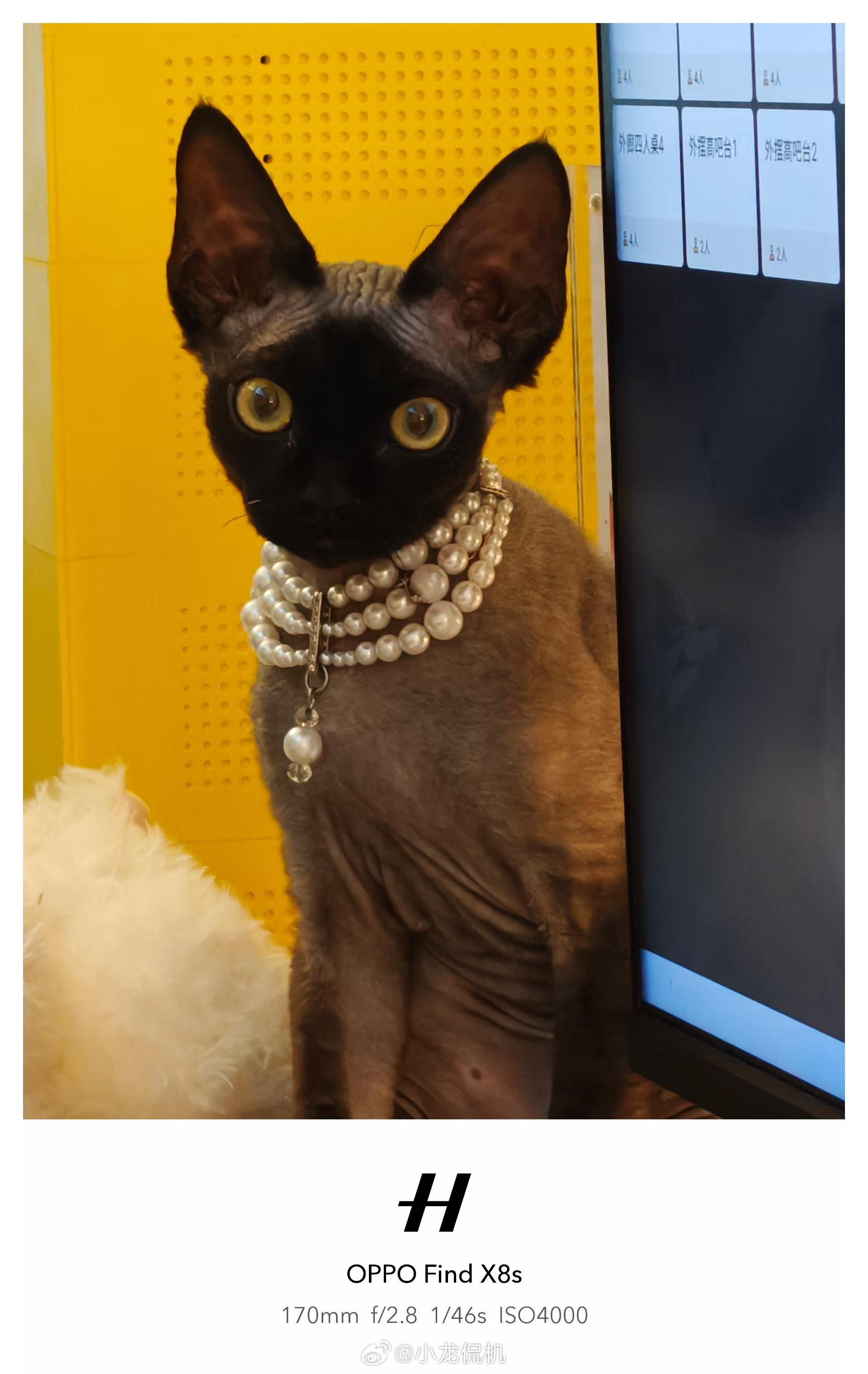 有段时间不来，小白既然长毛了还是有猫好看啊