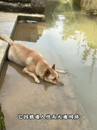 见过成精的狗吗？这只中华田园犬把全家照顾得明明白白，看完谁不喊句“狗界劳模”！