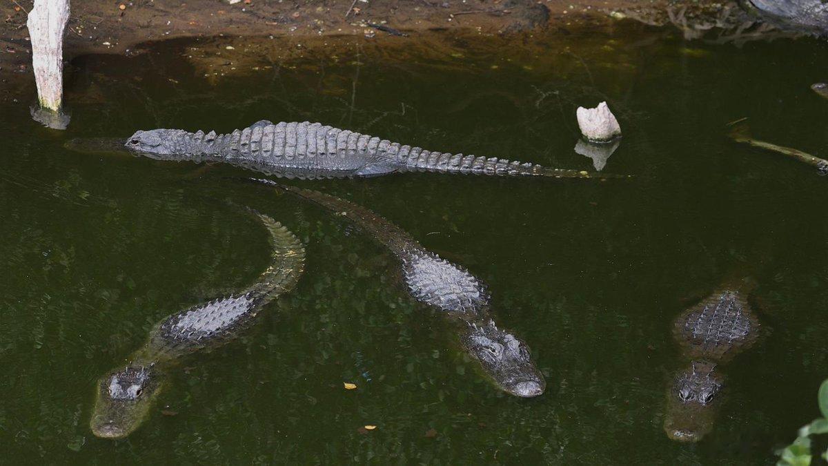 🐊特朗普的沼泽监狱——鳄鱼与移民来源：      佛罗里达州当局正在推动在大沼