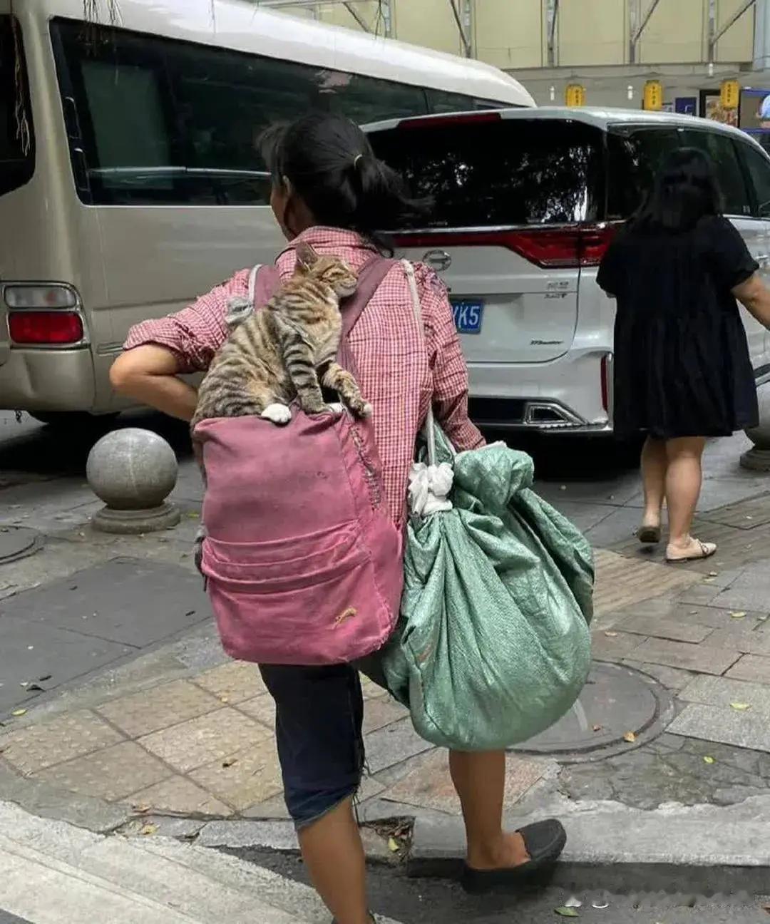 只要有主人在的地方，那便是家，而不再是流浪猫的栖身之地！！