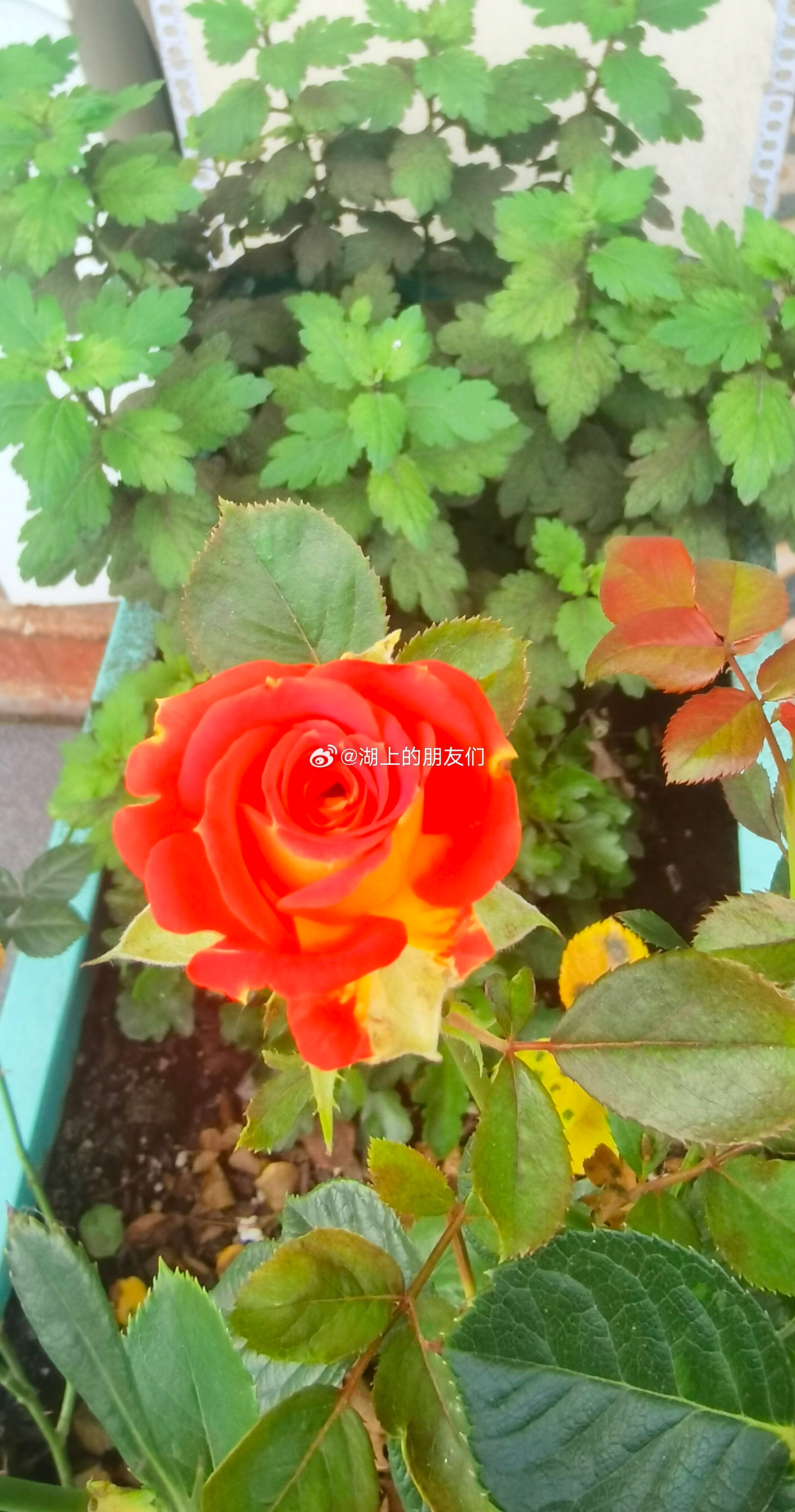 每天分享一个养眼花卉。随拍，我们门口花箱里一朵盛开的月季。早安，新的一天！生活手