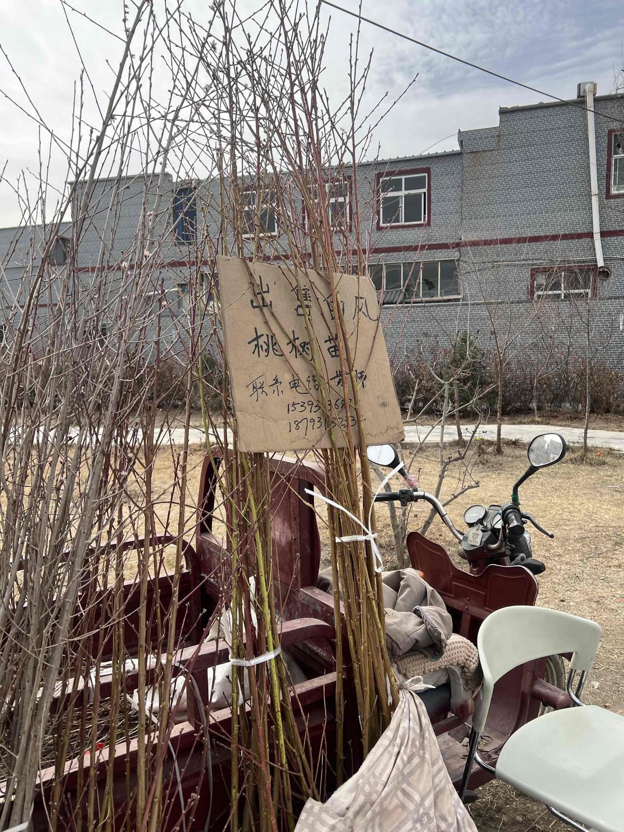 帮你们找到了兰州白凤桃树苗了
去年还有网友咨询我兰州白凤桃树苗的事儿，说想买点白