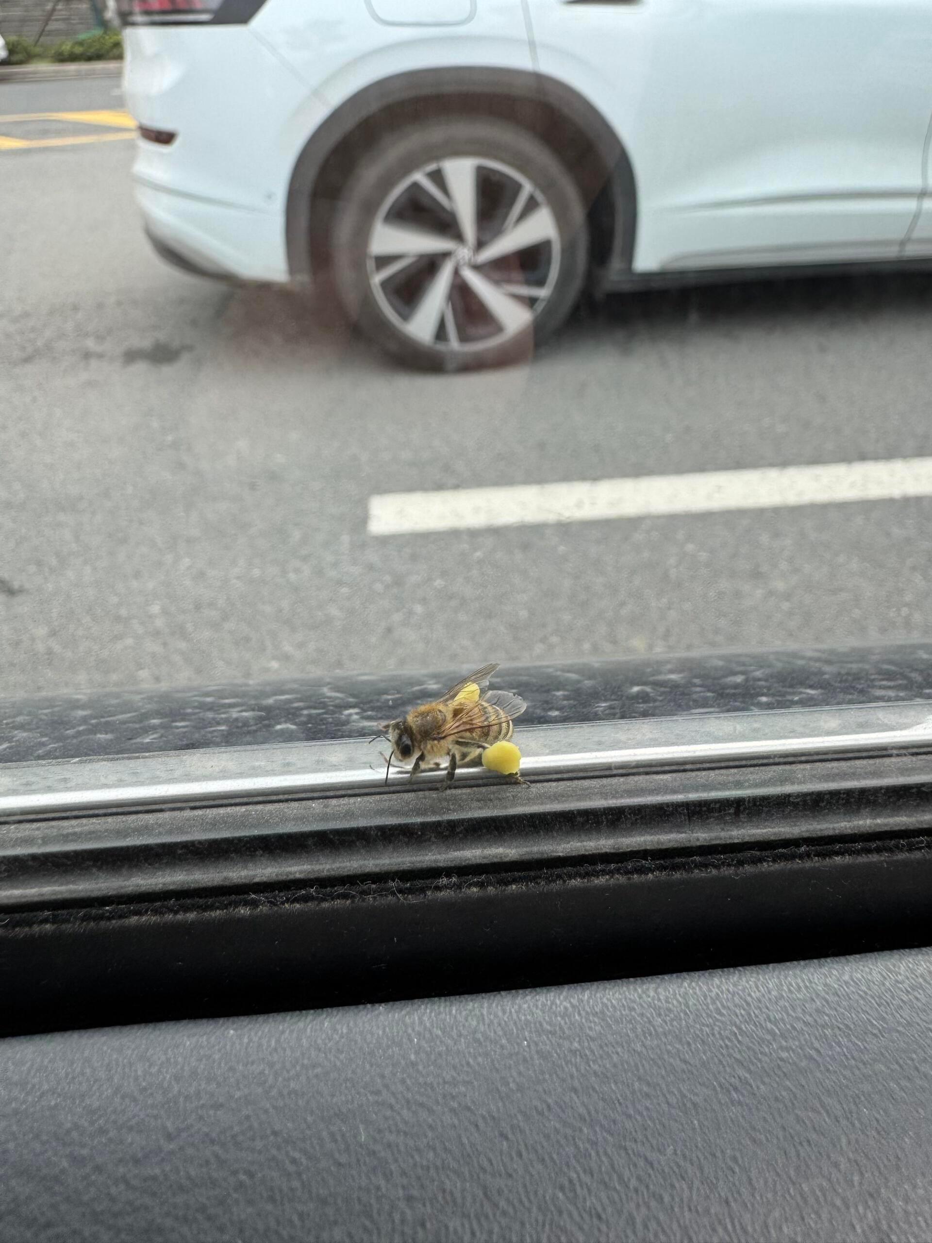 偶遇一只采满花蜜的小蜜蜂 ​​​