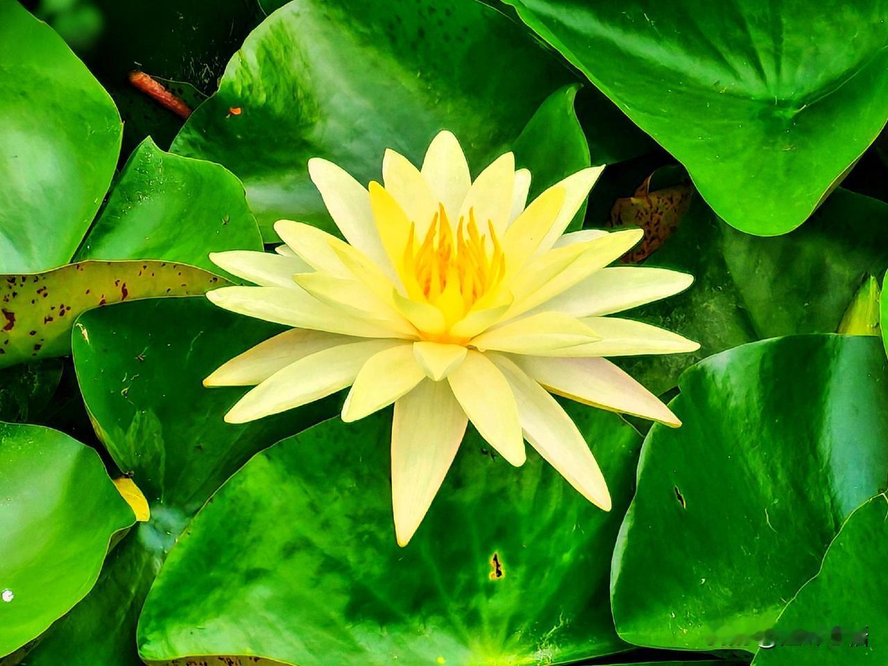 清新自然的水生仙子，绽放在碧绿荷叶间。🌸🌿