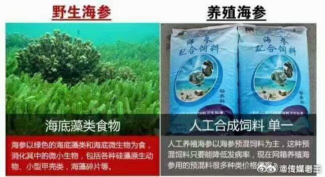 宁吃一斤野生海参，不吃10斤养殖海参。廉价的养殖海参，饲料中有的甚至用激素为了催