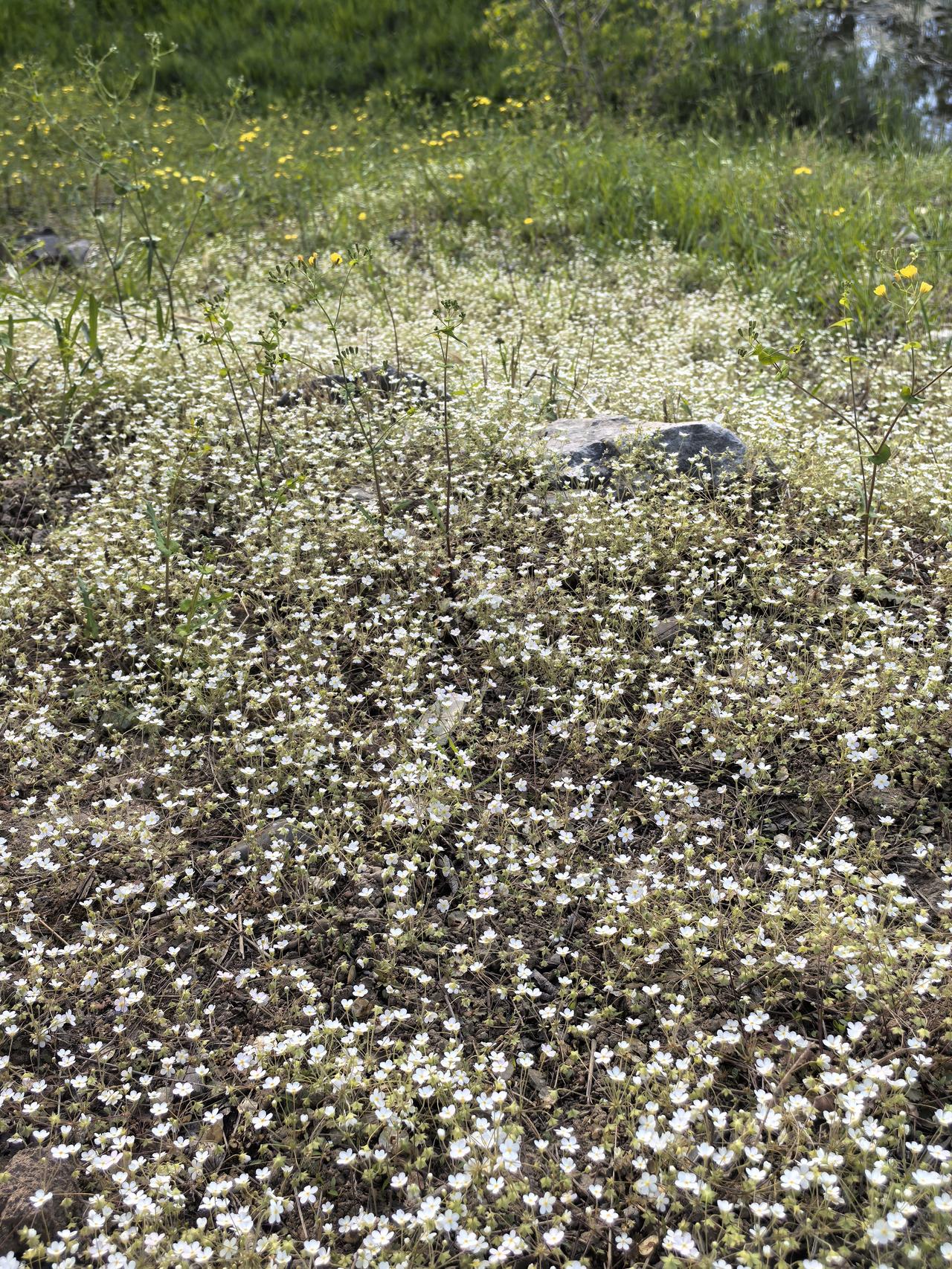日本在为长期战争做准备，我们不得不防。现在已经是王八吃秤砣铁了心要往极右翼路上走
