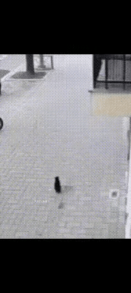 婴儿从高楼坠落，
楼下猫咪看到，
竟然奇迹般做出了
救助动作，
        