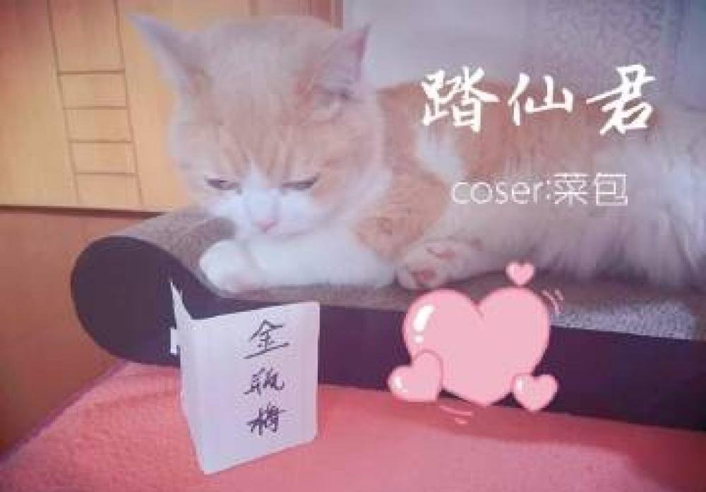 二哈和他的白猫师尊 今天带广大年糕精一起揭秘二哈最早的Coser居然是它……！震