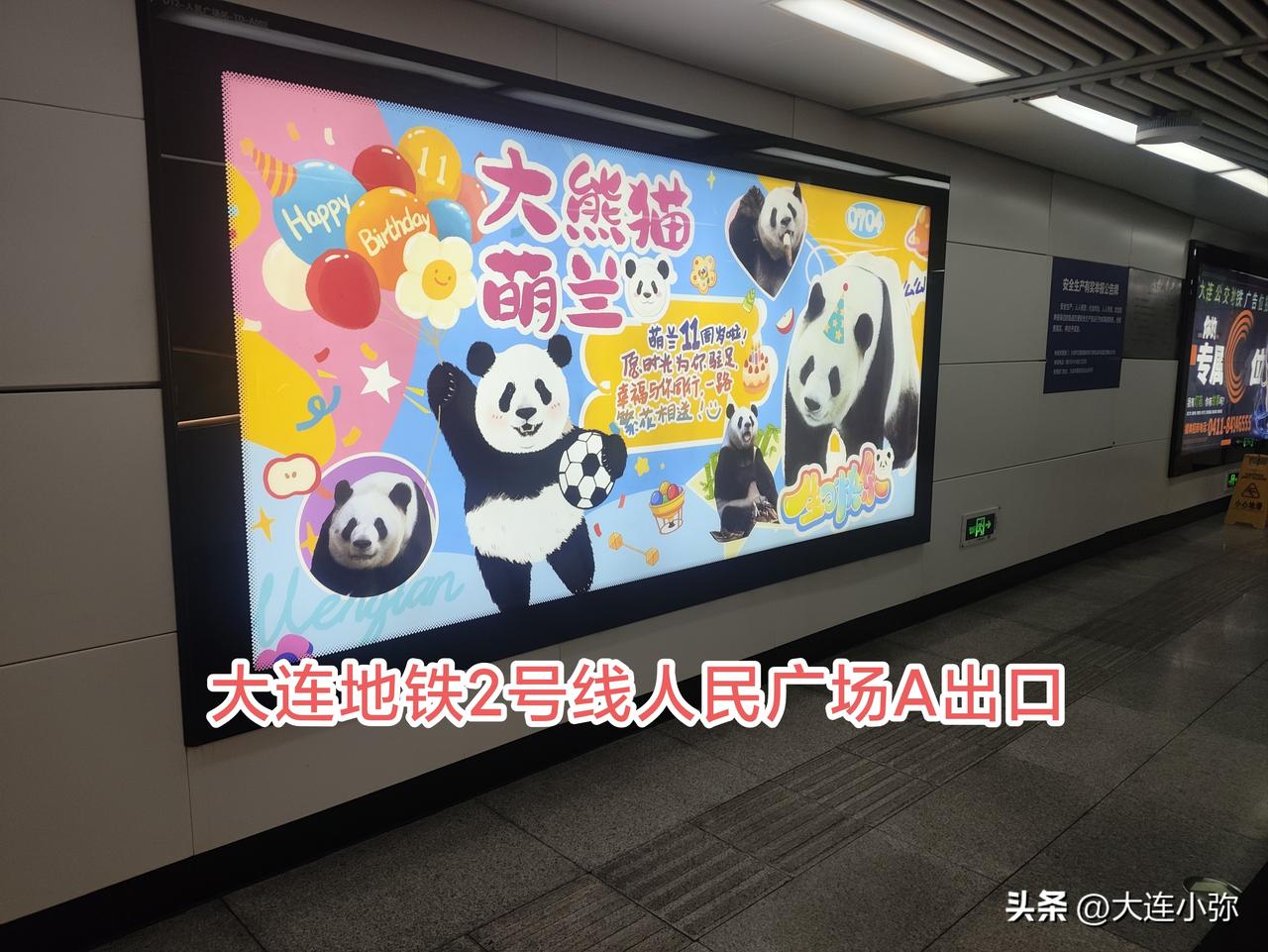 🐼 大连全城"熊"起！大熊猫生日季萌翻街巷

大连森林动物园联合地铁、公交推出