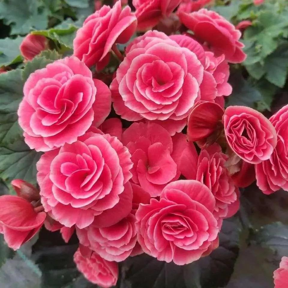 花🌸花🌸花🌸