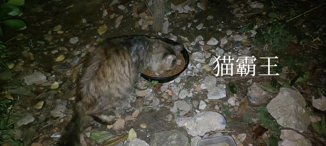 今晚去垃圾站喂猫，猫霸王也在，它的口炎好多了，胃口也出奇的好，下午还在我家院子里
