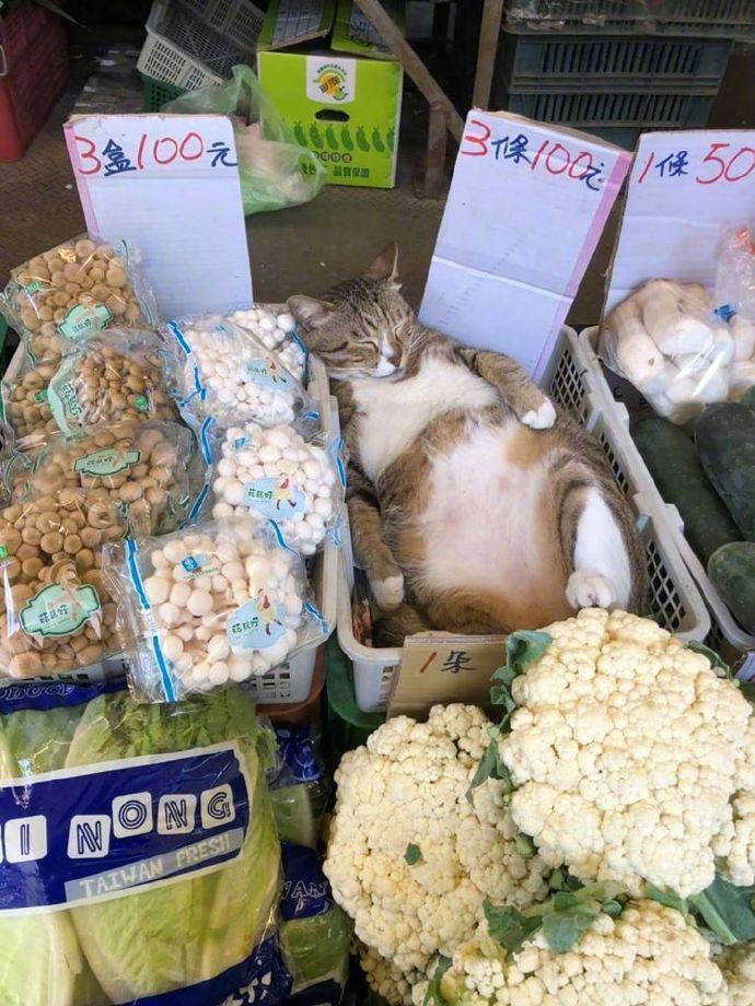 怎么会有这么爱吃菜的小猫 菜市场都开始卖猫了？这猫多钱一斤，给我来一打！ 