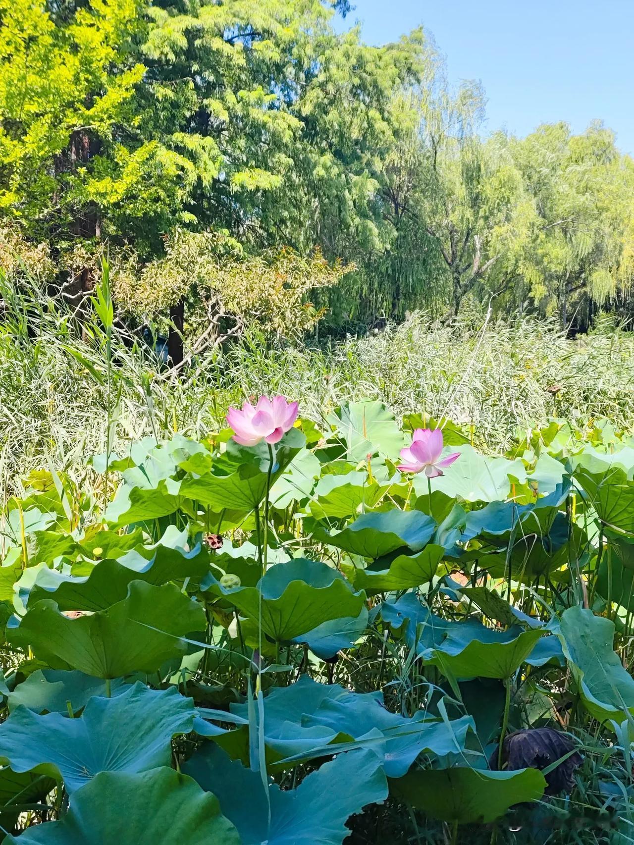 #那些好看的花花草草#