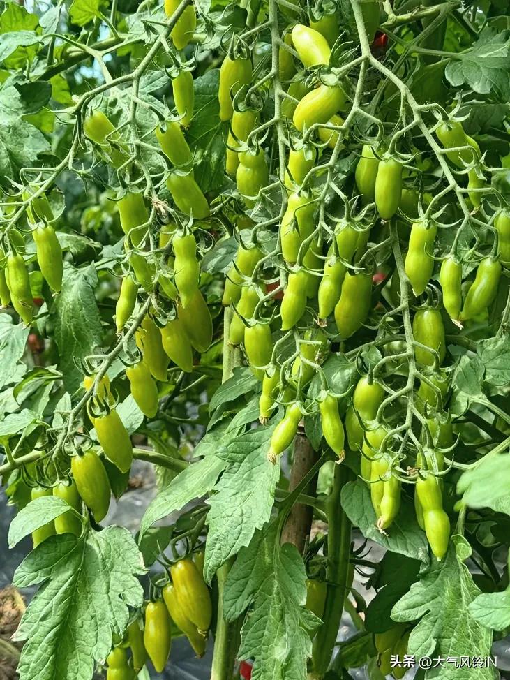 请问各位吃客朋友，你看这是什么水果？远看像毛豆角，近看像什么，我说不出来？摘下来