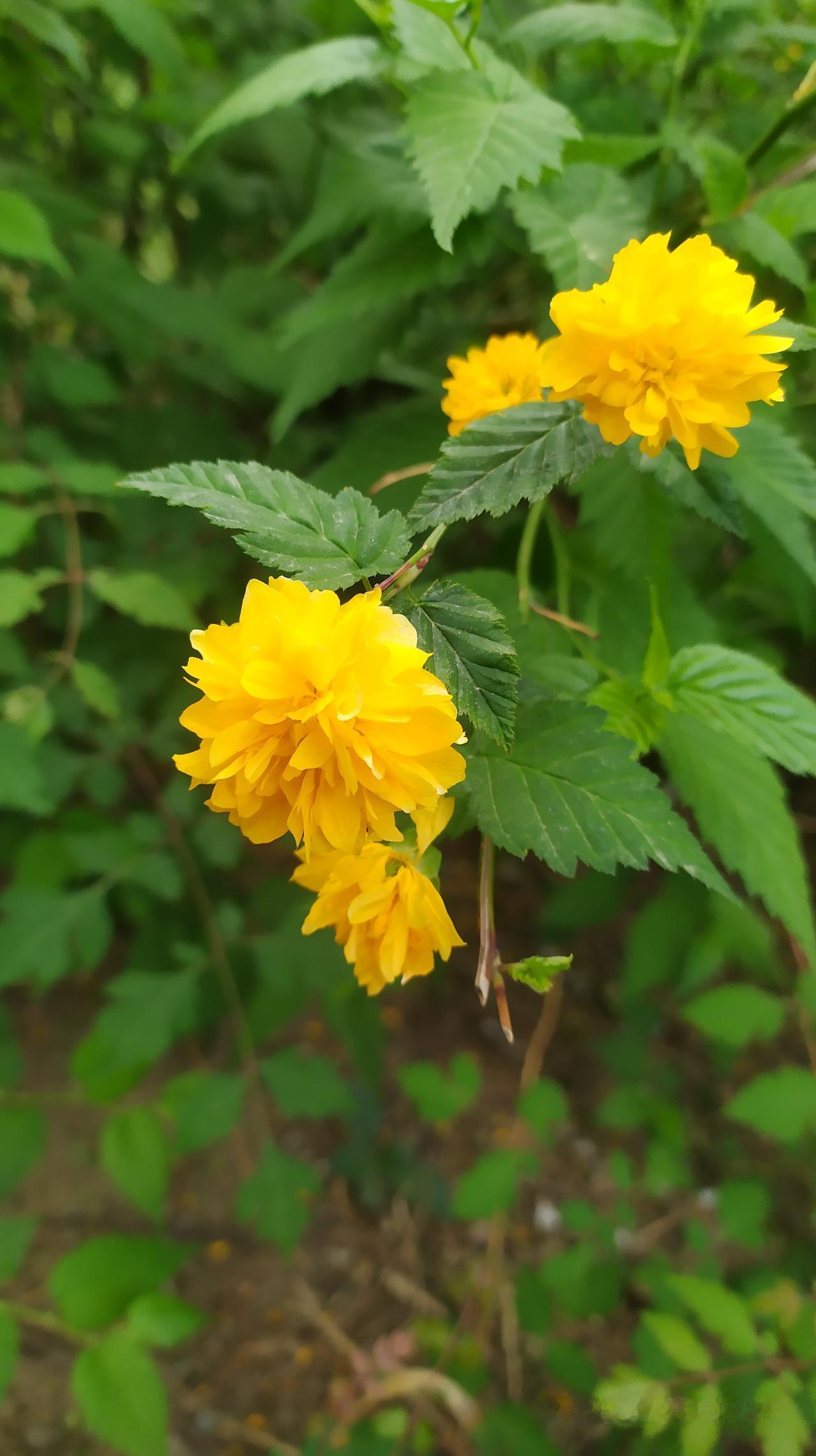 对联飞花令 重瓣棣di棠花
出句：山吹黄段皆兄弟（雪浪）

山吹，扶桑人称之。兄
