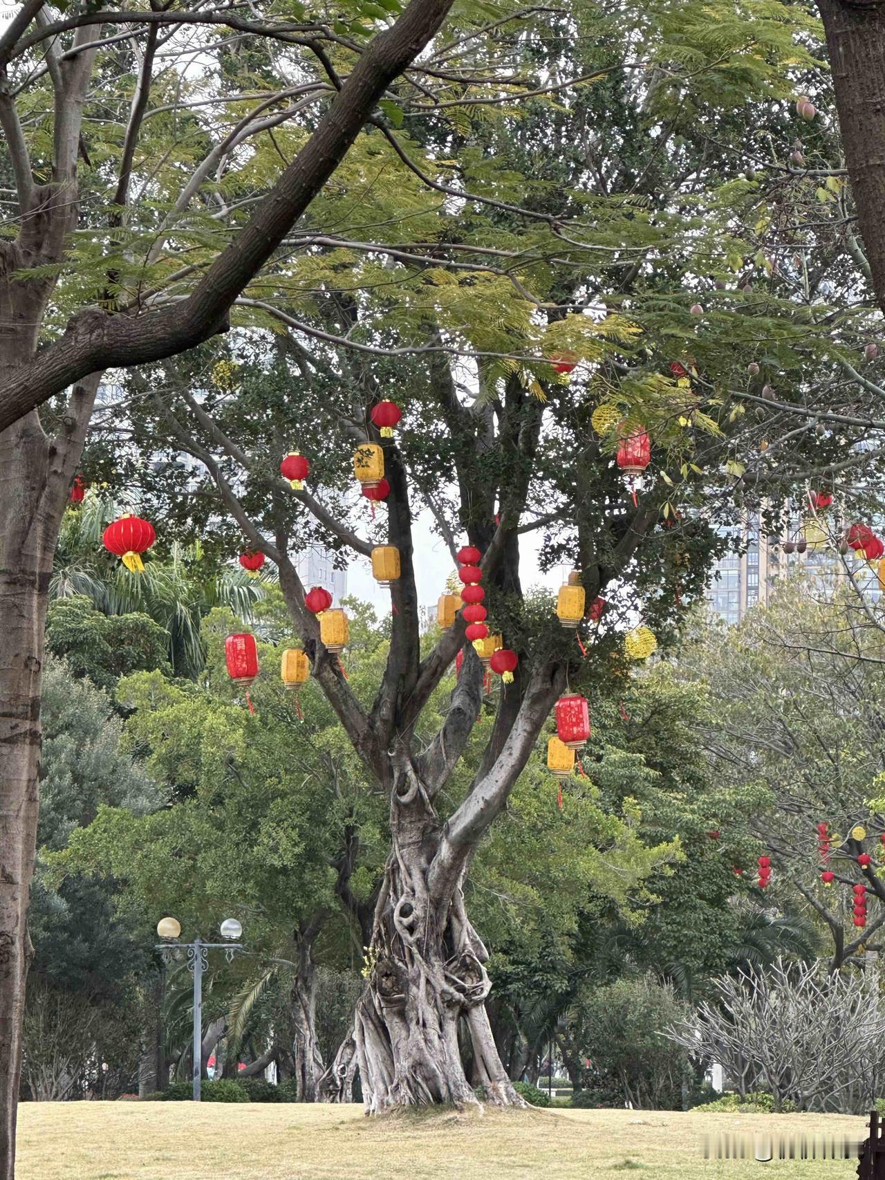分享一下你随手拍下的照片年味越来越浓，公园的树挂上了灯笼。