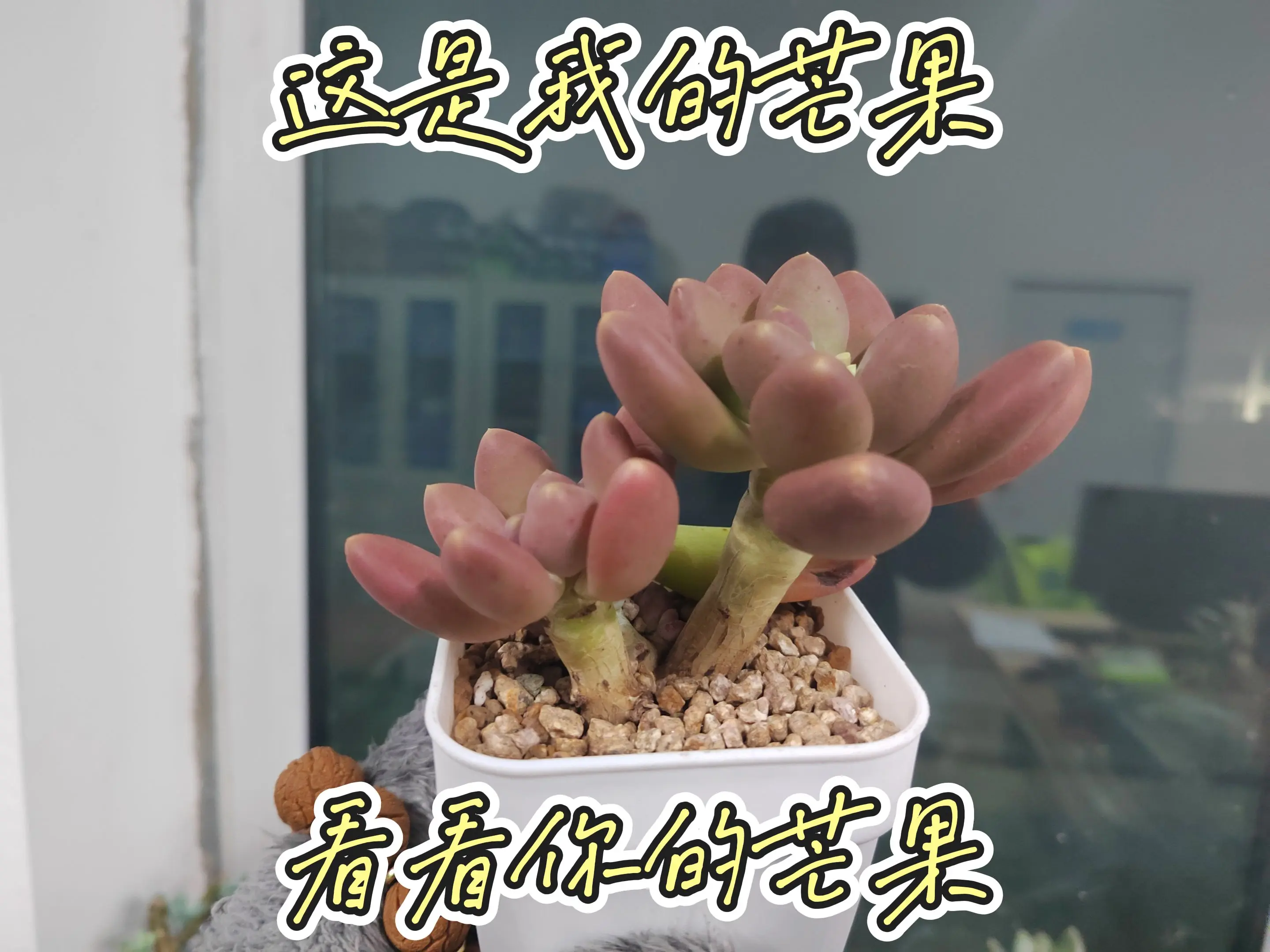 做人不要太攀比，我有芒果你有啥？