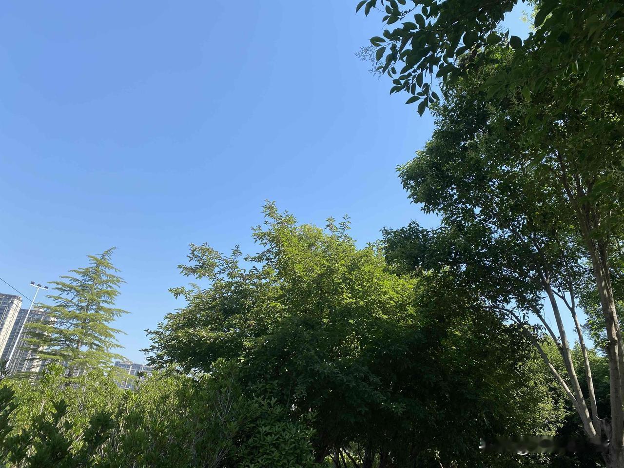 真心话茶局城市绿洲，高楼林立，自然与现代的完美融合。
