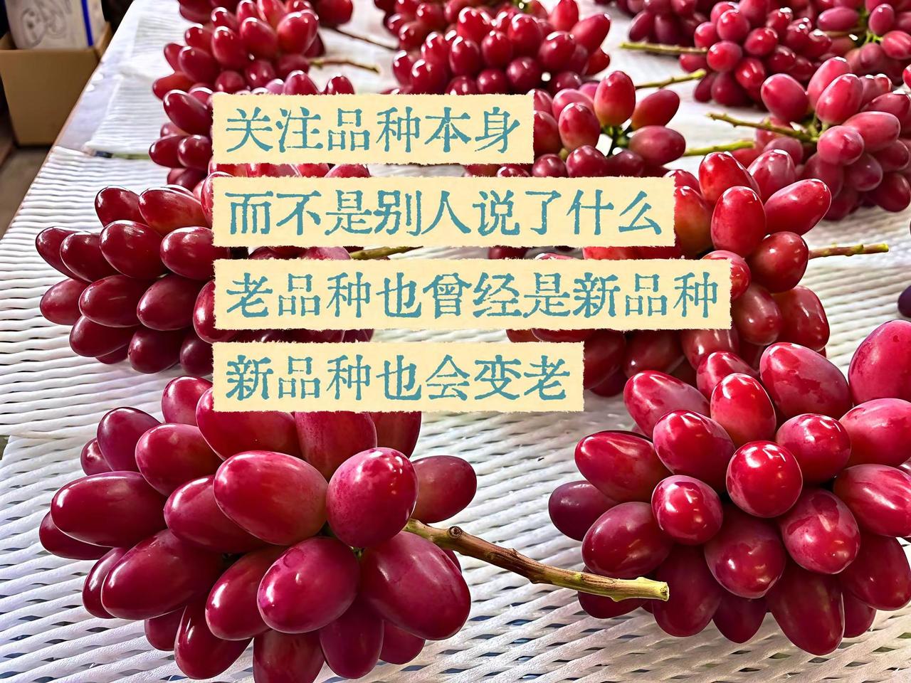 对于品种选择有两种极端观点︓①老品种好，新品种都是坑；②新品种好，老品种过时了。