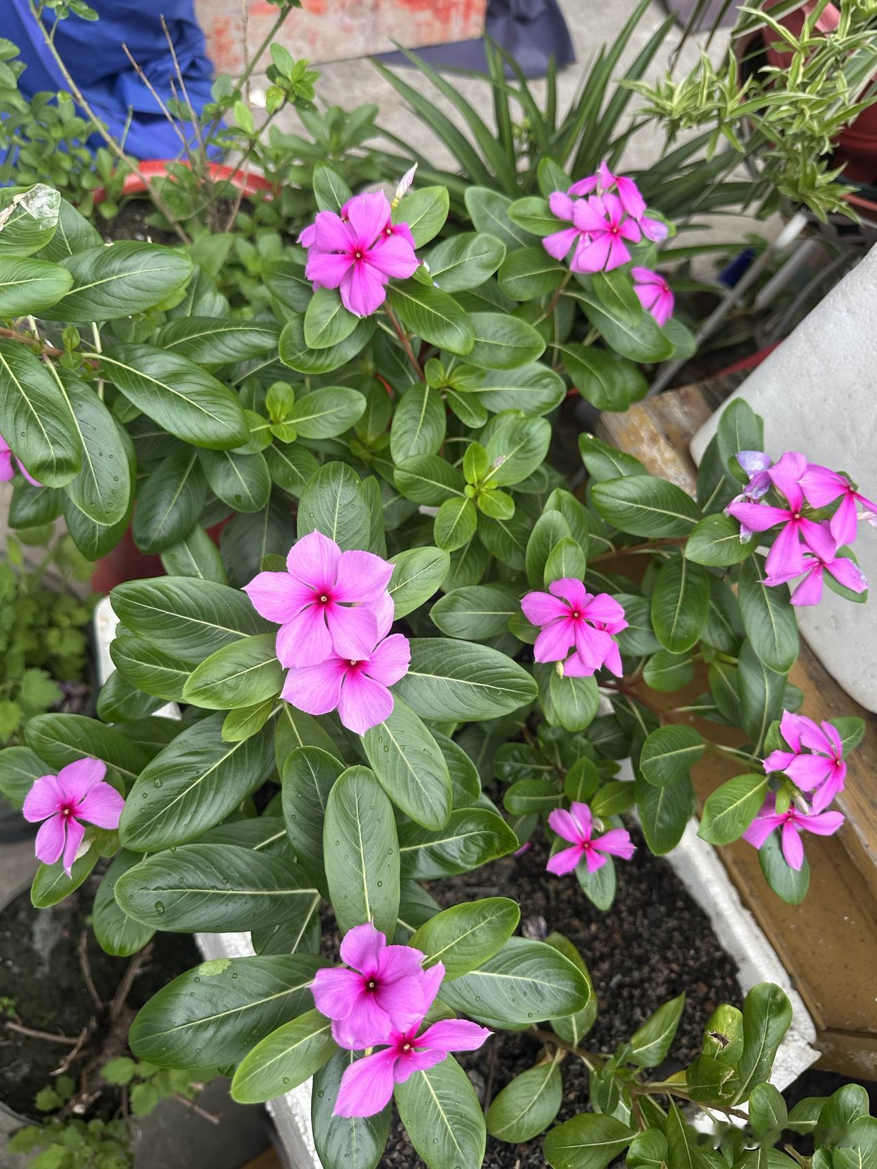 长春花又名五瓣梅，粉紫花朵常开不败