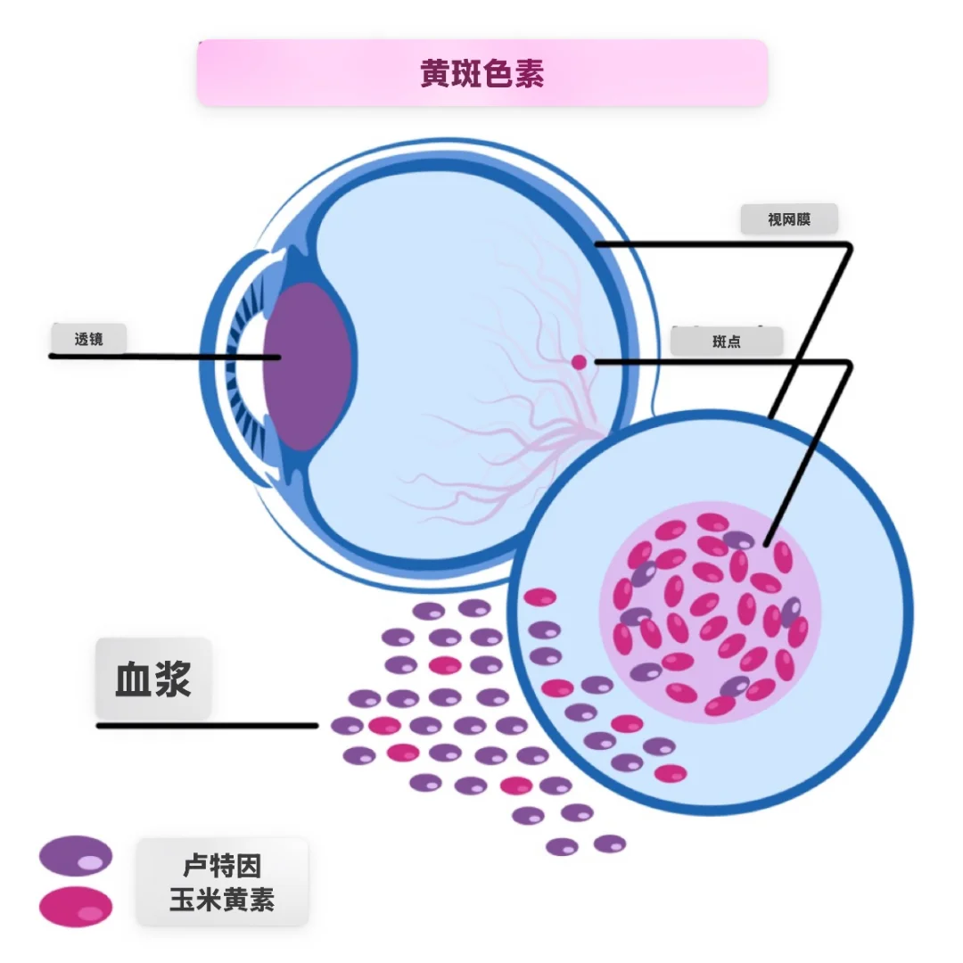 对视力有益的食物