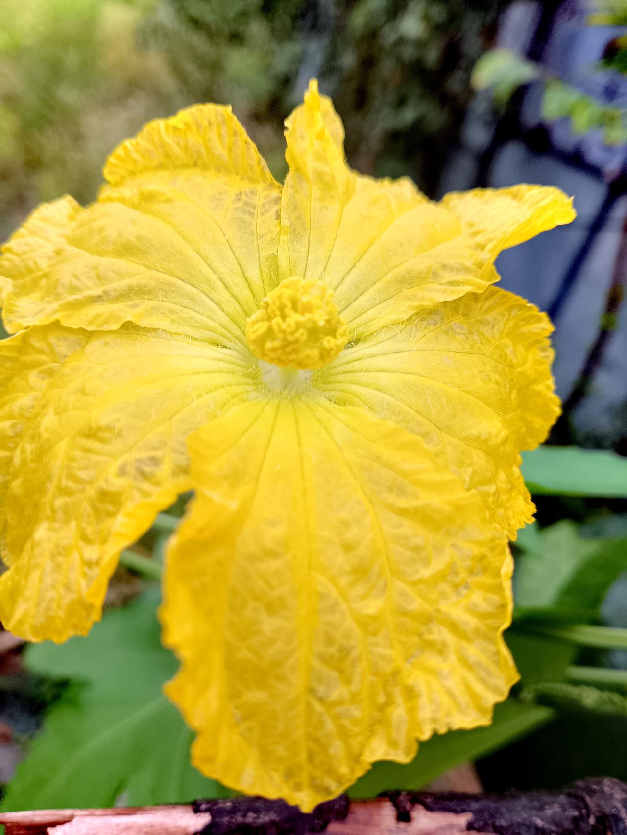 明黄丝瓜花肌理轻盈舒展，向阳盛放，自带质朴鲜活的田园气息。