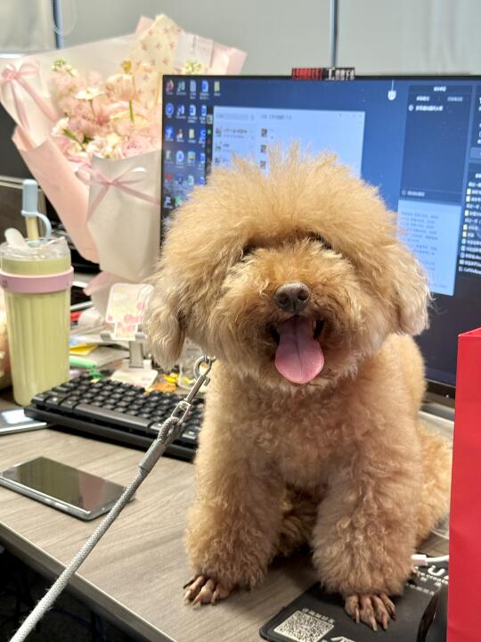 你没看错 我累成狗了