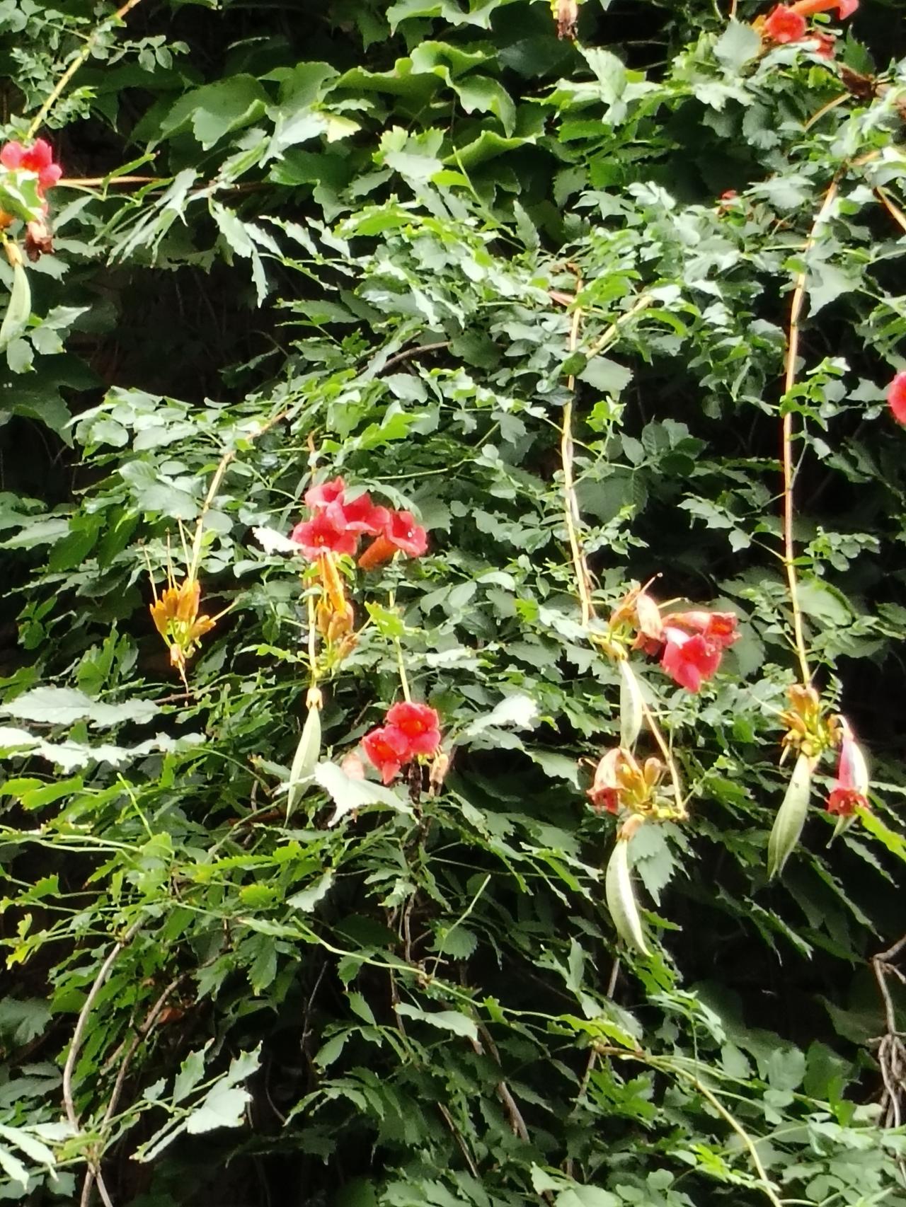 ▪️藤蔓绕翠，花开灼灼
▪️一丛凌霄，漫染盛夏