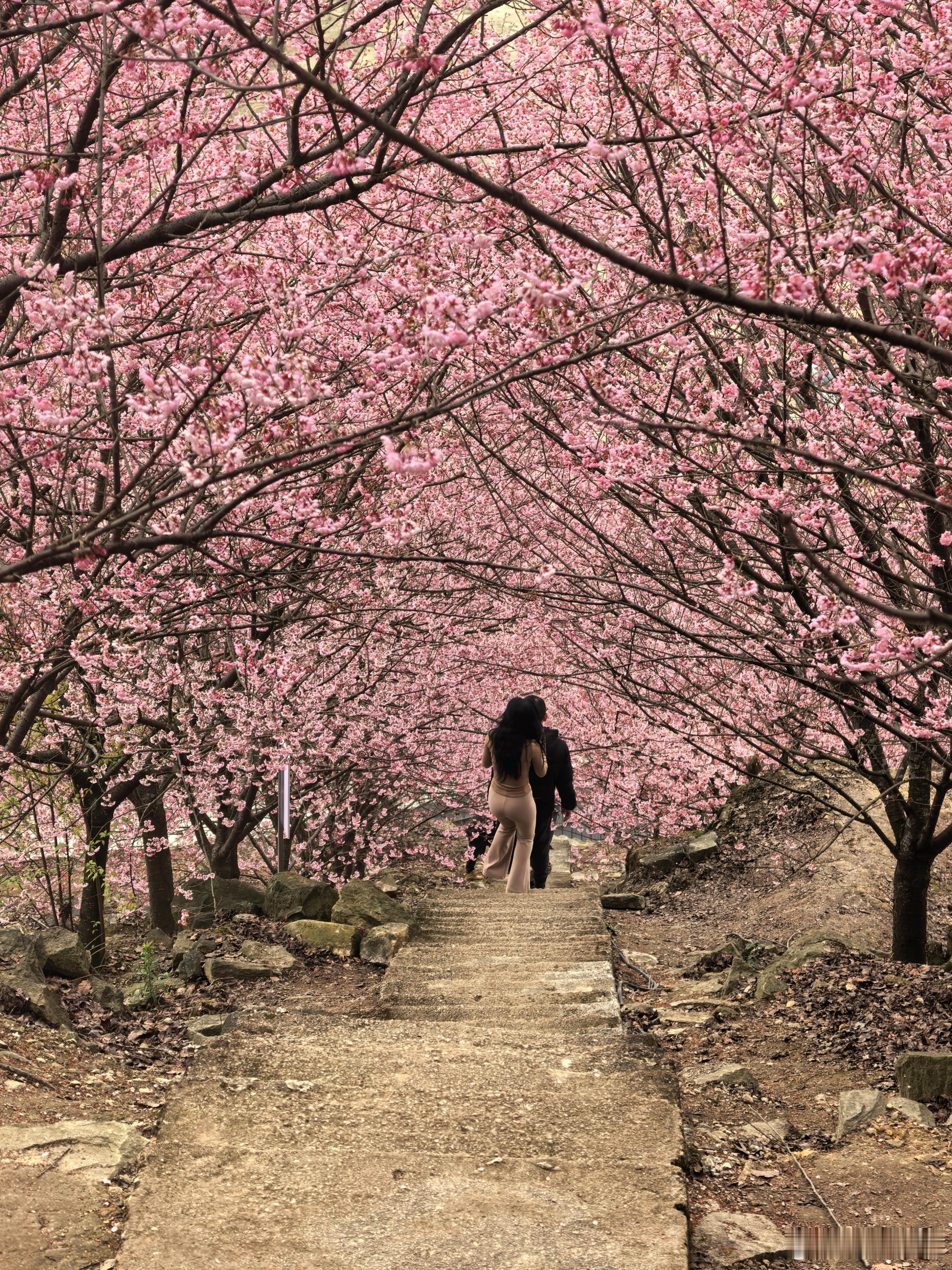 天气好 看樱花 重庆·猫山樱博园