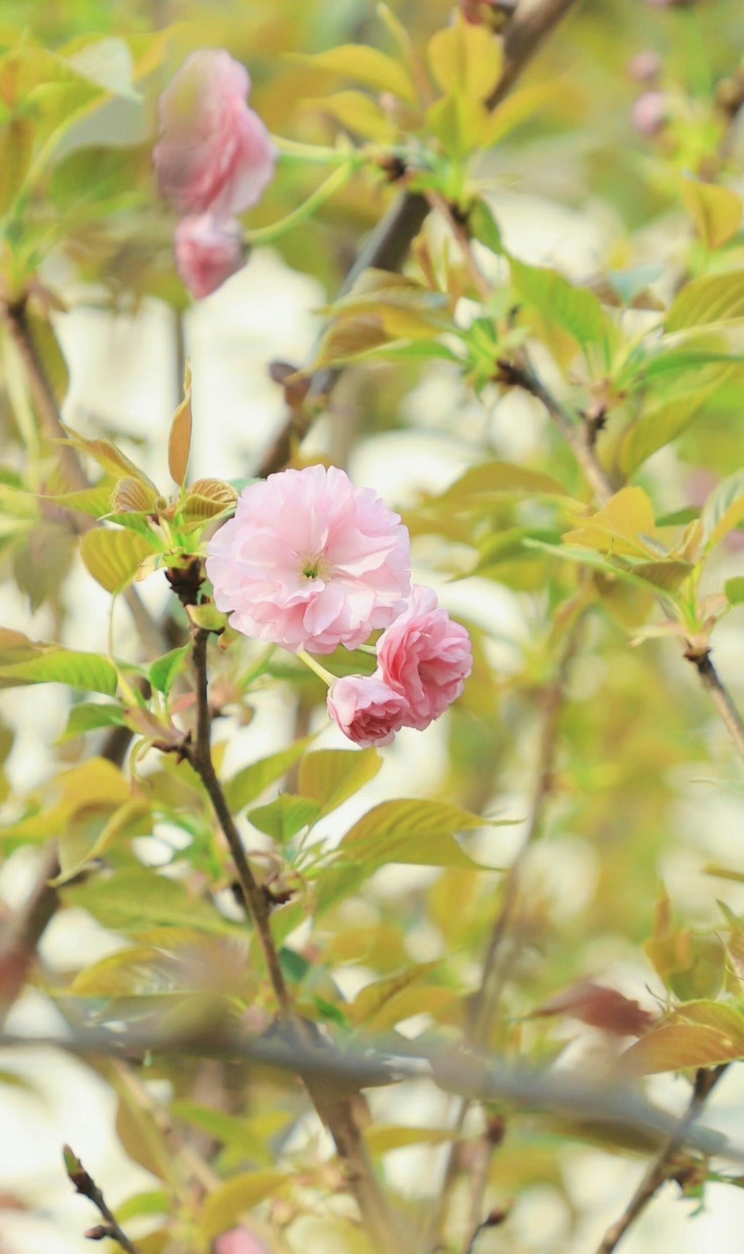 患上享受春天综合症风有约，花不误，岁岁春如故。患上享受春天综合症，是心被春光唤醒