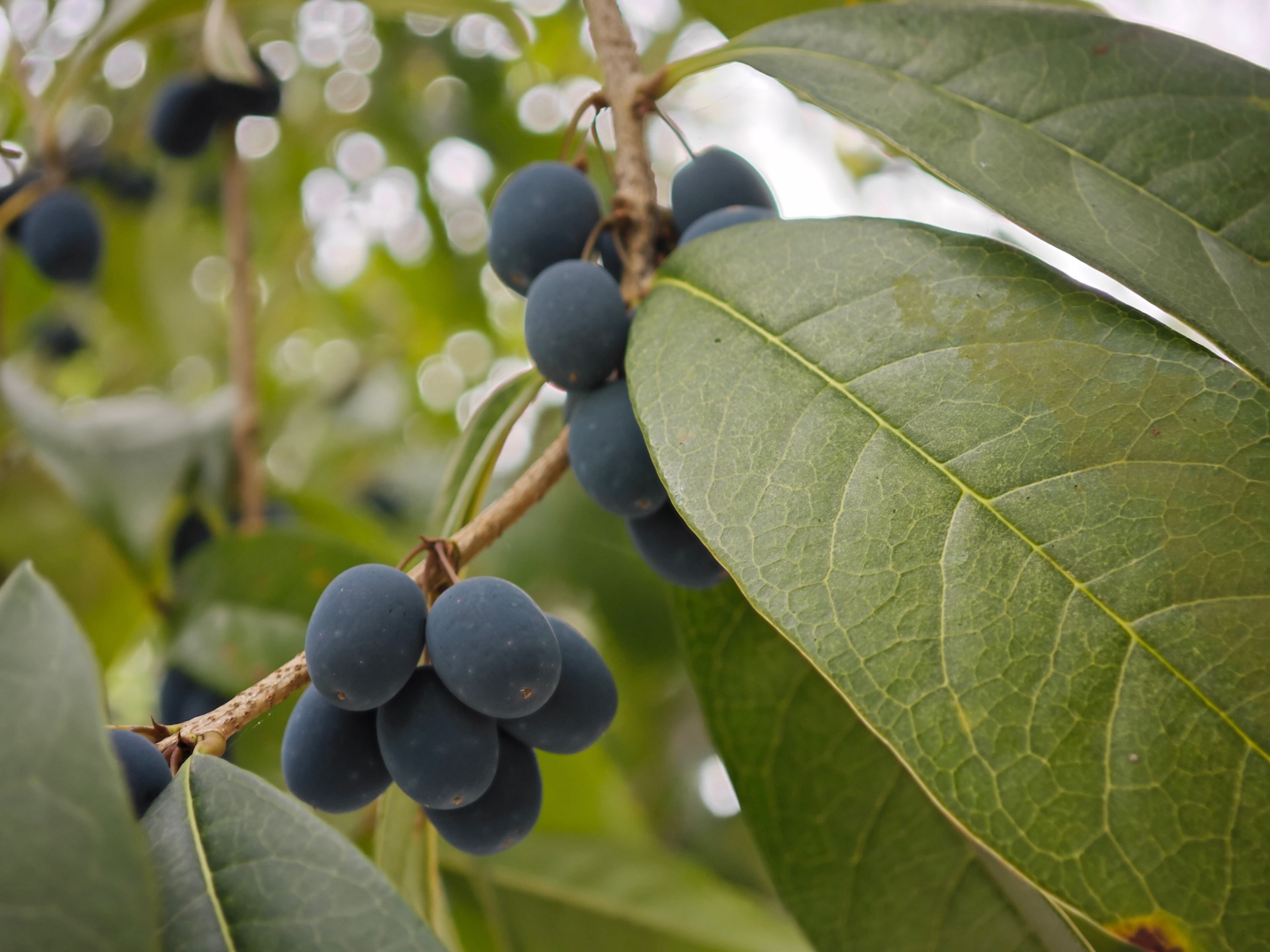 吃货见到树上的果子，第一反应永远是:这玩意能吃吗看着一串串蓝莹莹的，很诱人，和葡